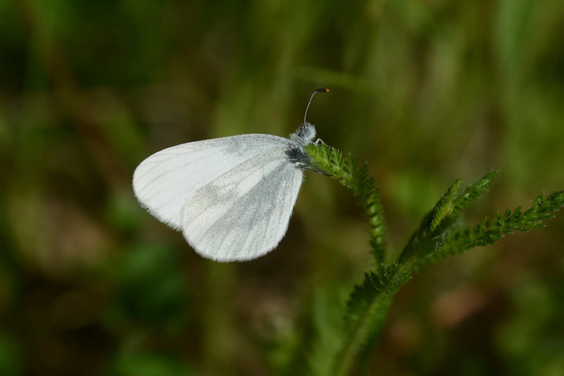 Leptidea sinapis (NarinormanbeyazÄ±) butterfly photo