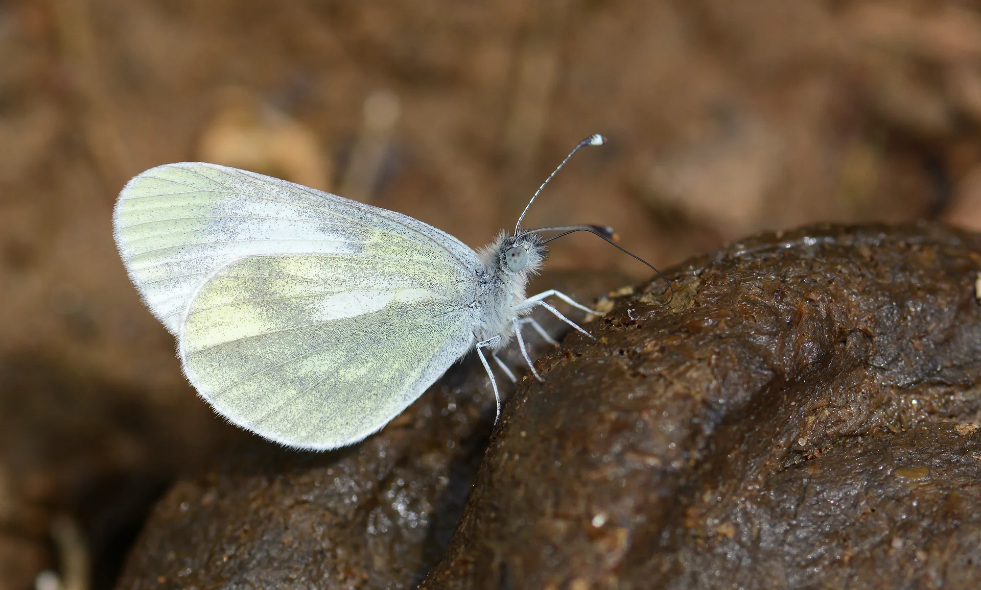 Leptidea sinapis (NarinormanbeyazÄ±) butterfly photo