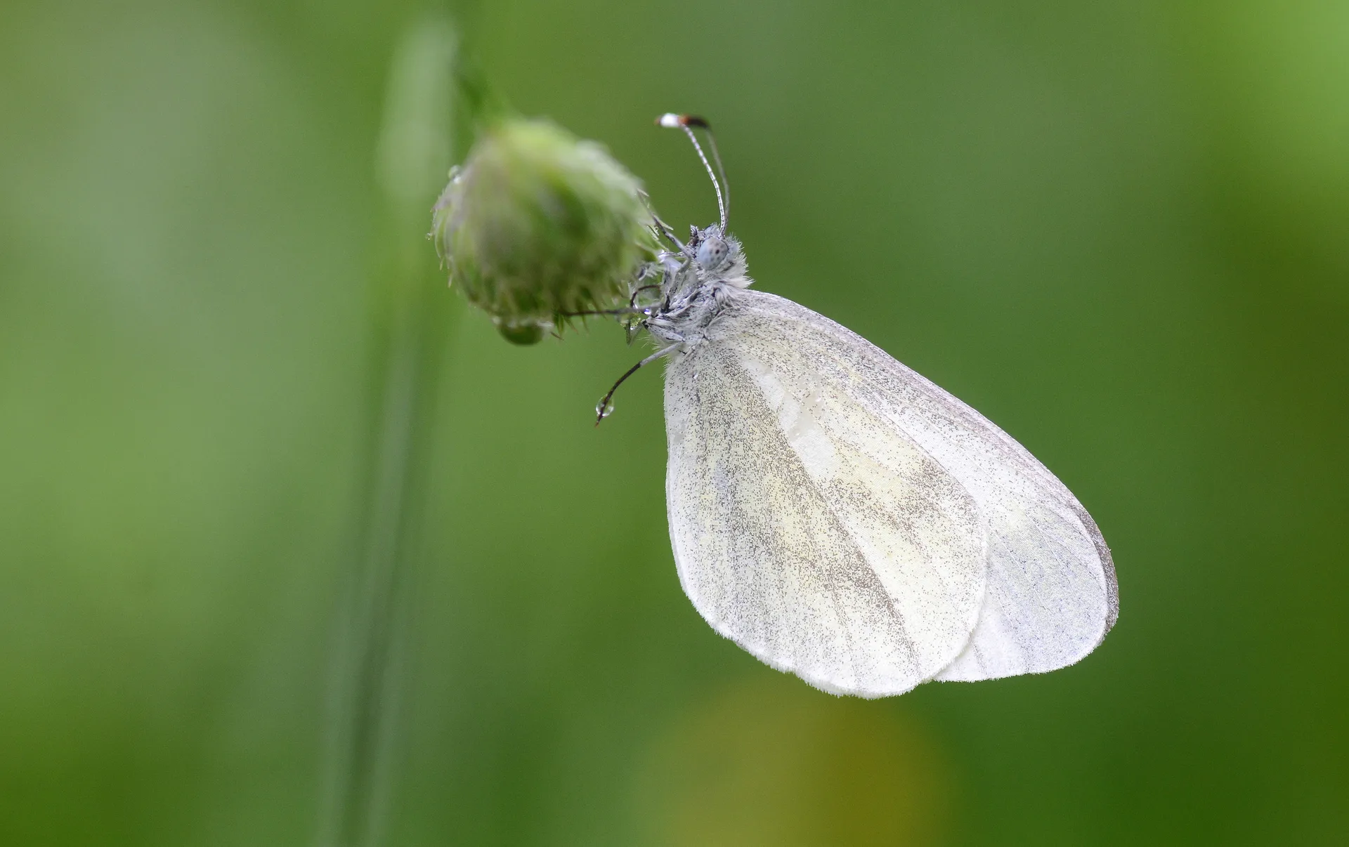 Leptidea sinapis (NarinormanbeyazÄ±) butterfly photo
