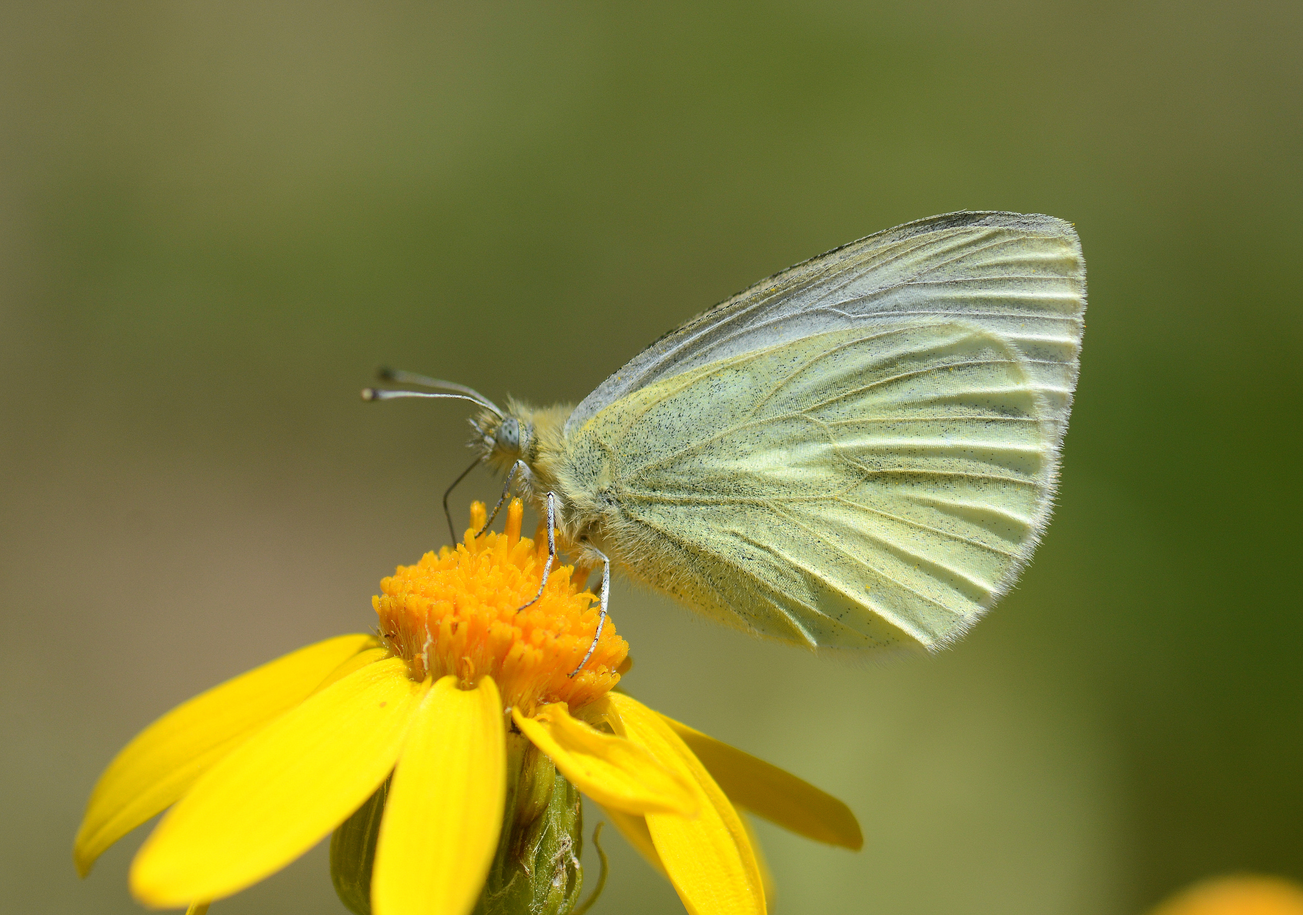 Pieris bowdeni (Bowden'in BeyazmeleÄŸi) butterfly photo