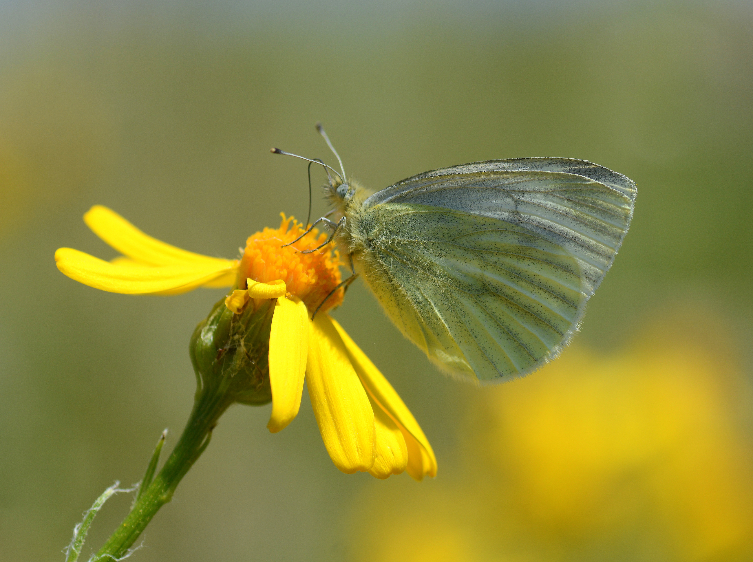 Pieris bowdeni (Bowden'in BeyazmeleÄŸi) butterfly photo