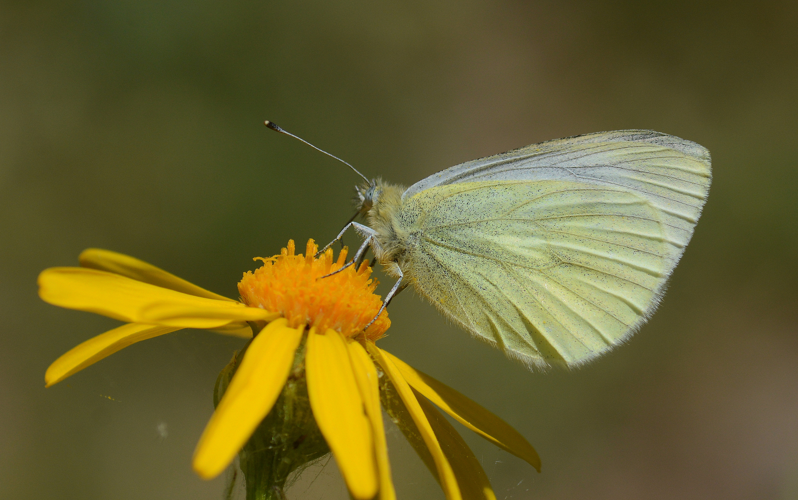 Pieris bowdeni (Bowden'in BeyazmeleÄŸi) butterfly photo