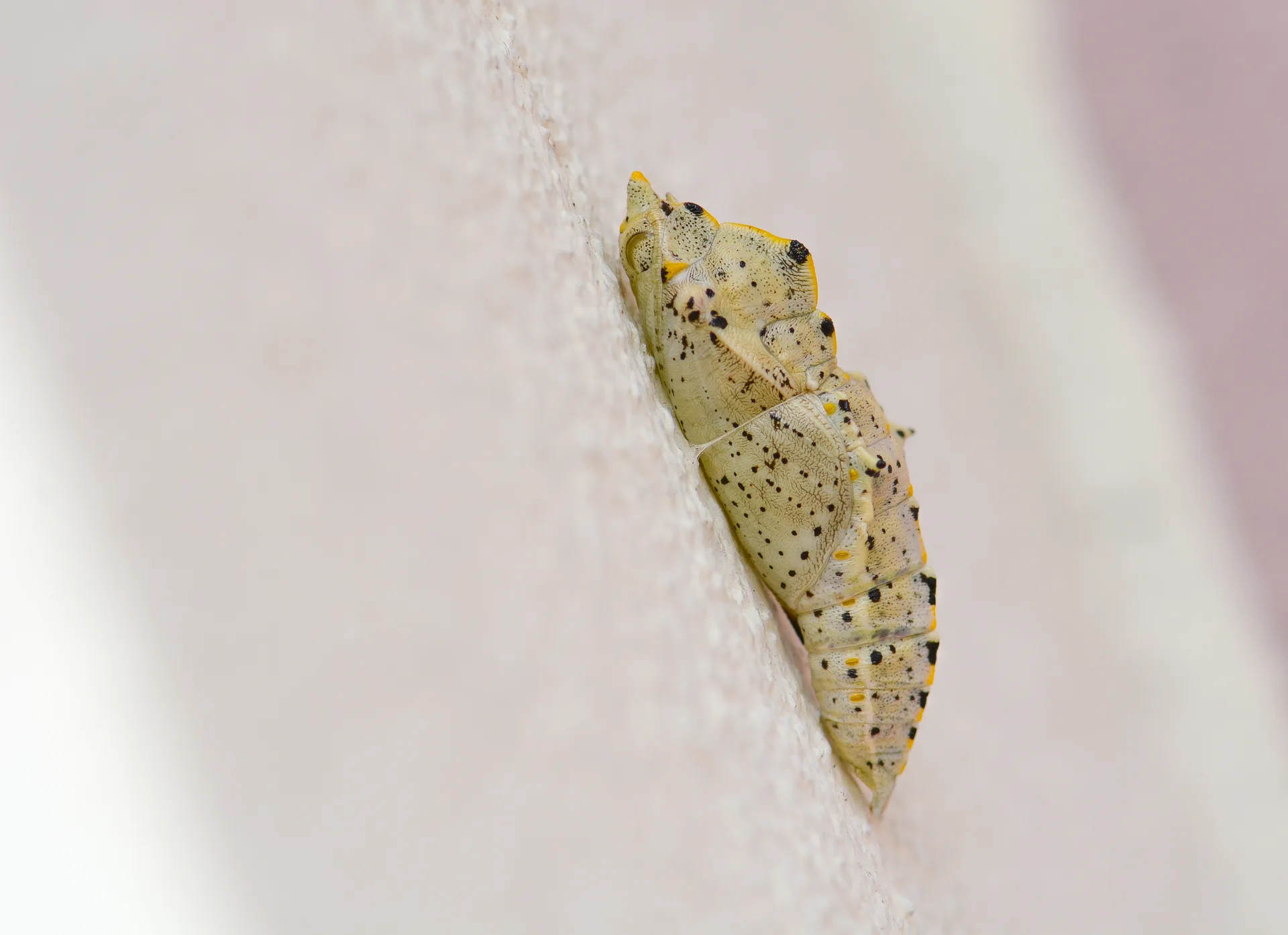 Pieris brassicae (BÃ¼yÃ¼k Beyazmelek) butterfly photo