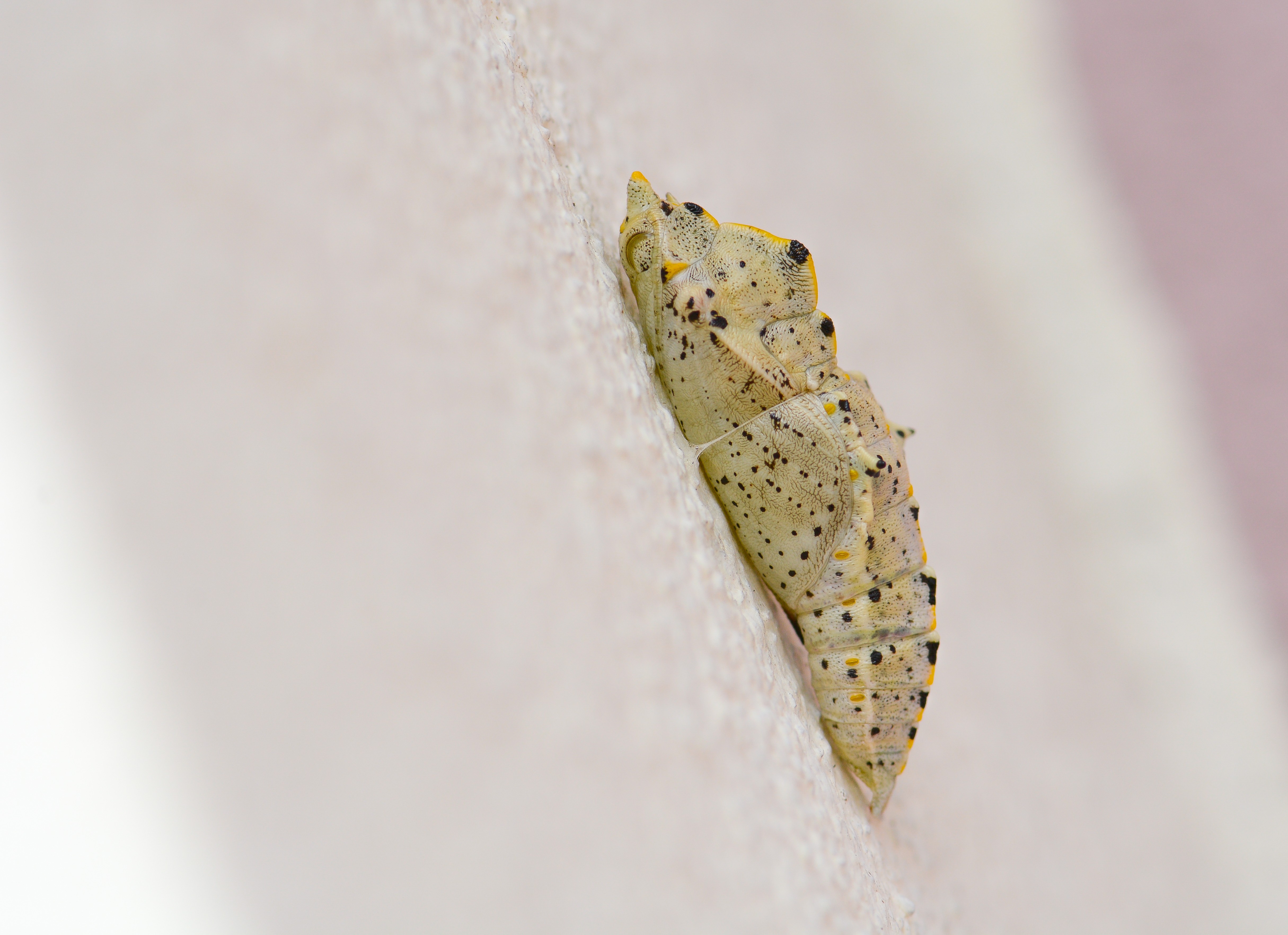 Pieris brassicae (Büyük Beyazmelek) butterfly photo