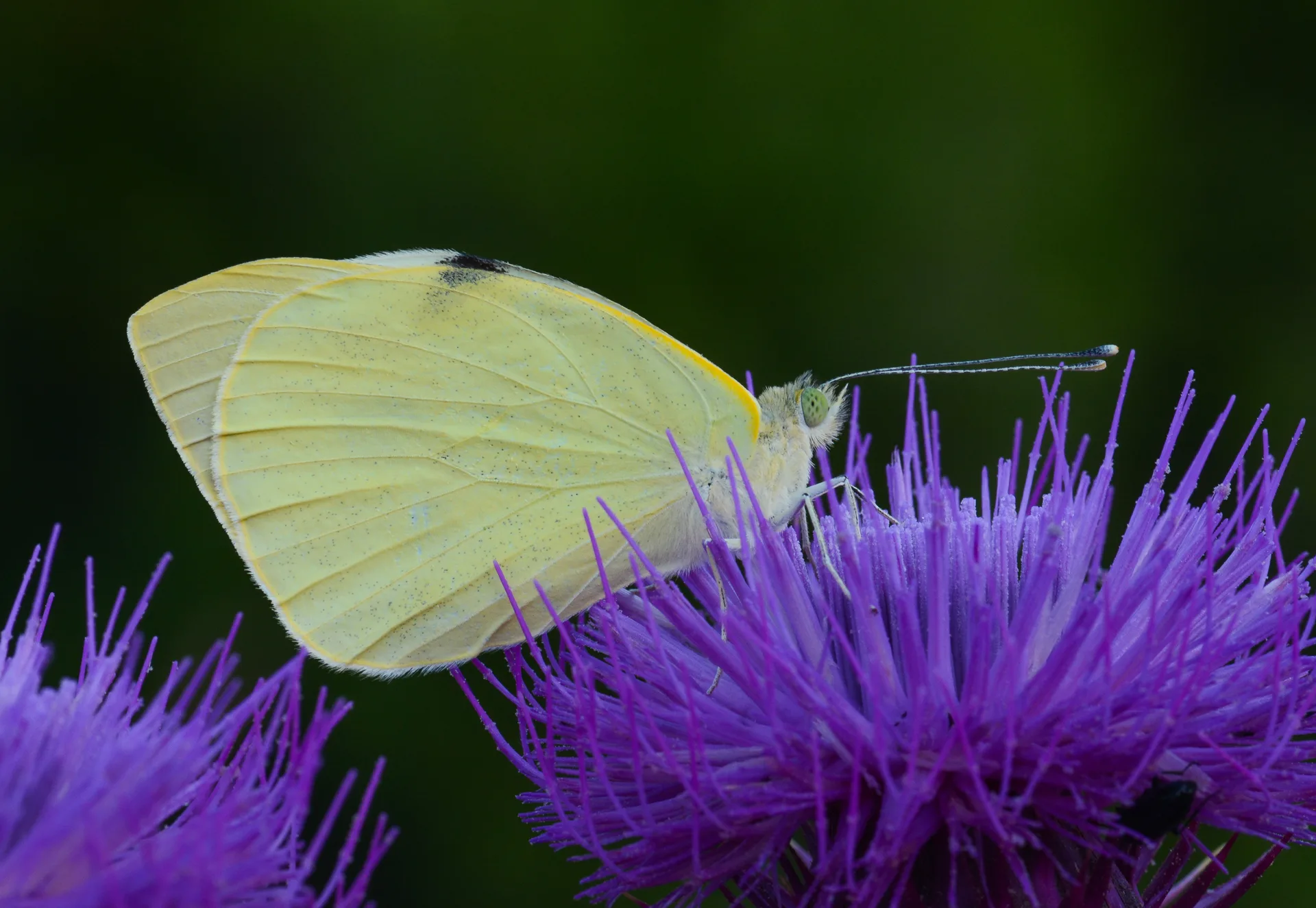 Pieris brassicae (BÃ¼yÃ¼k Beyazmelek) butterfly photo