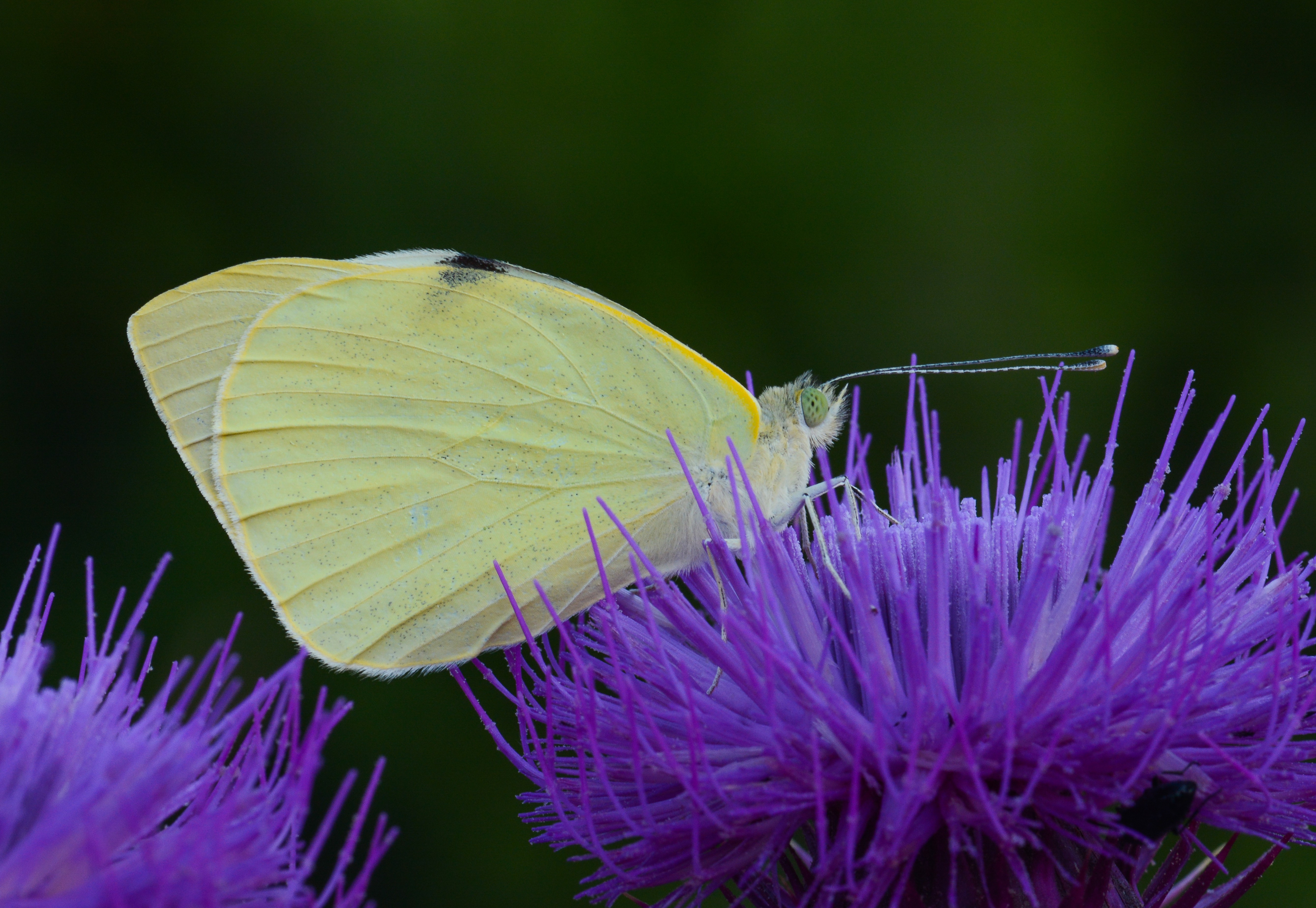 Pieris brassicae (Büyük Beyazmelek) butterfly photo