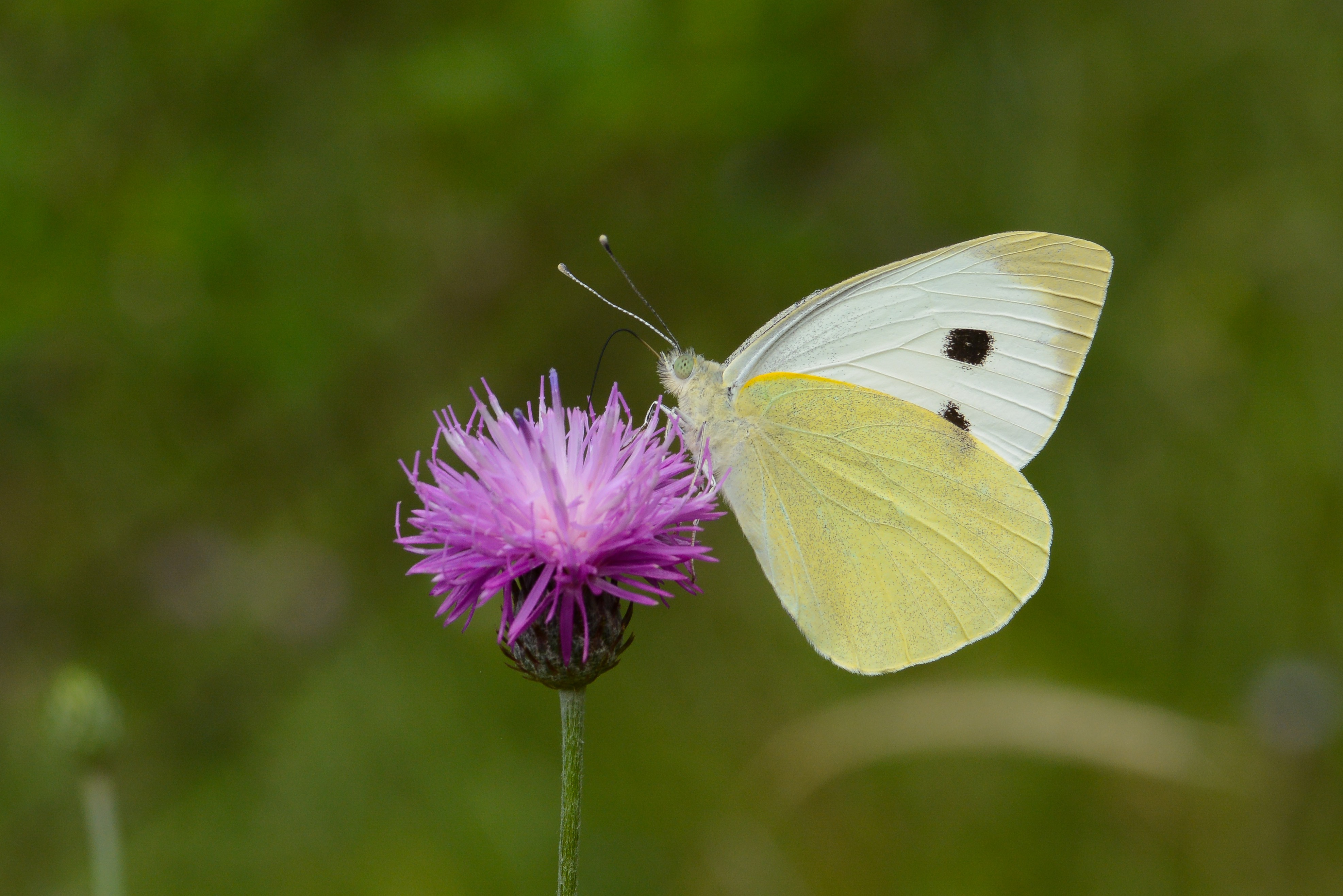 Pieris brassicae (Büyük Beyazmelek) butterfly photo