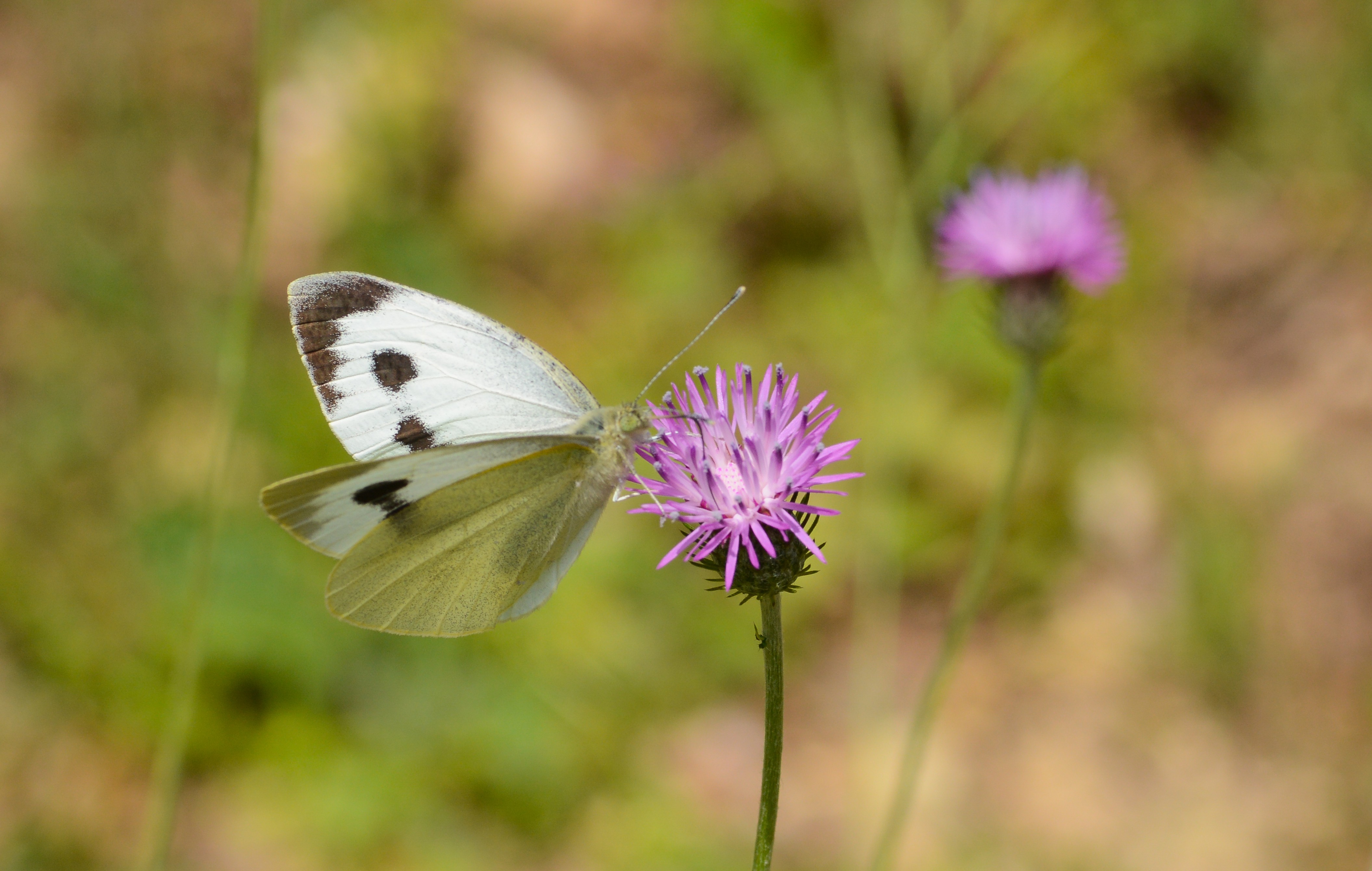 Pieris brassicae (Büyük Beyazmelek) butterfly photo