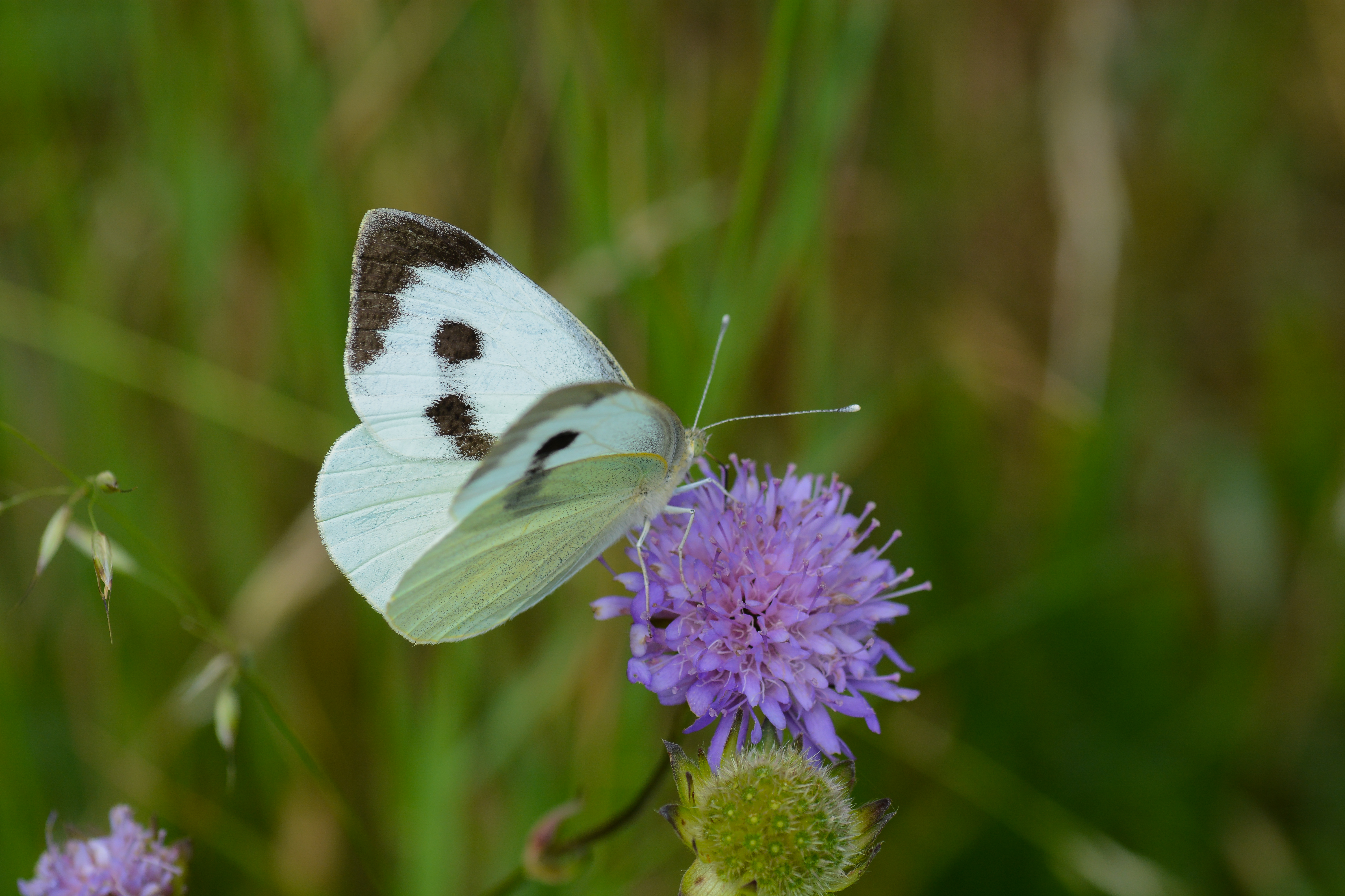Pieris brassicae (Büyük Beyazmelek) butterfly photo