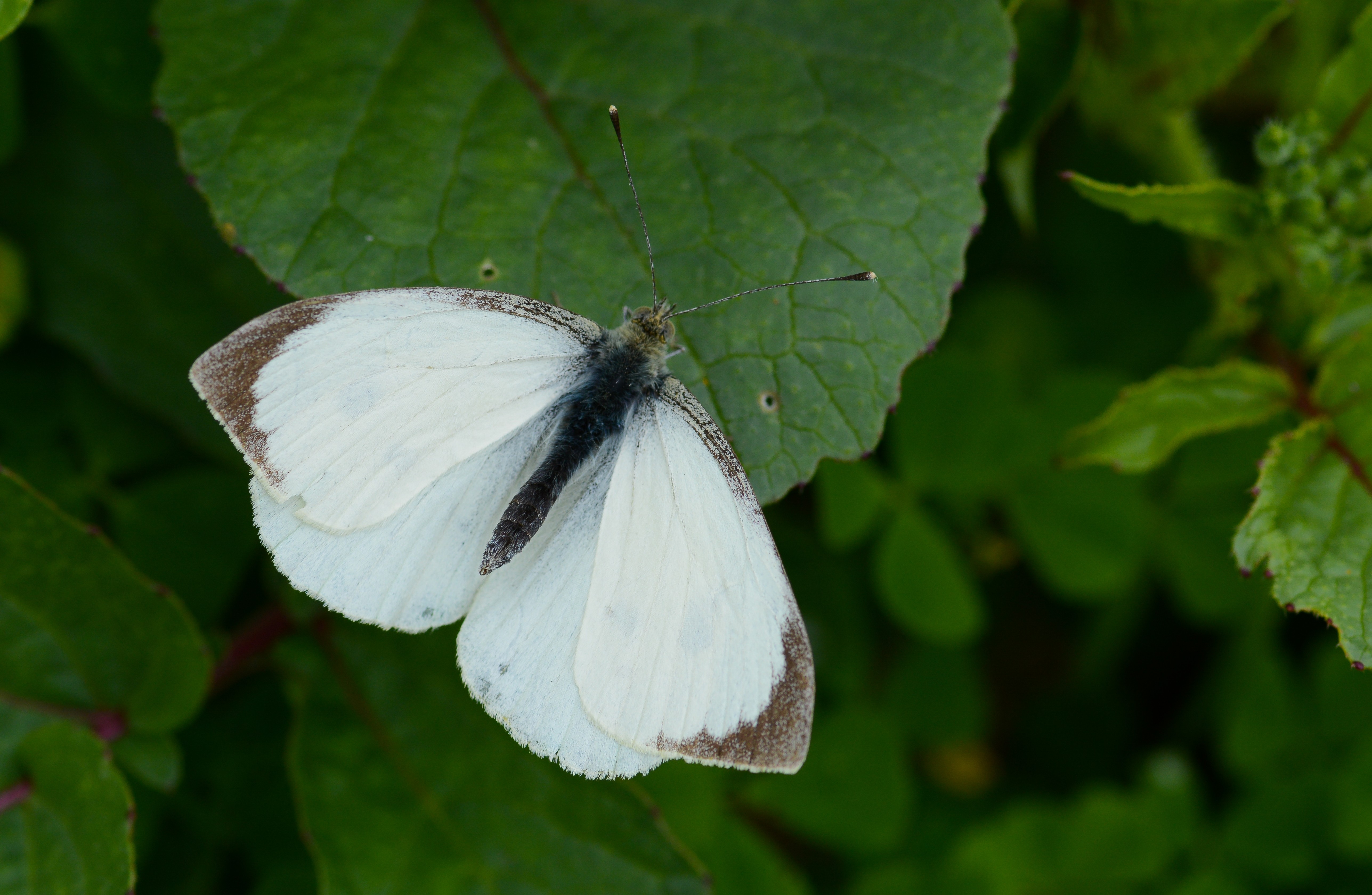 Pieris brassicae (Büyük Beyazmelek) butterfly photo