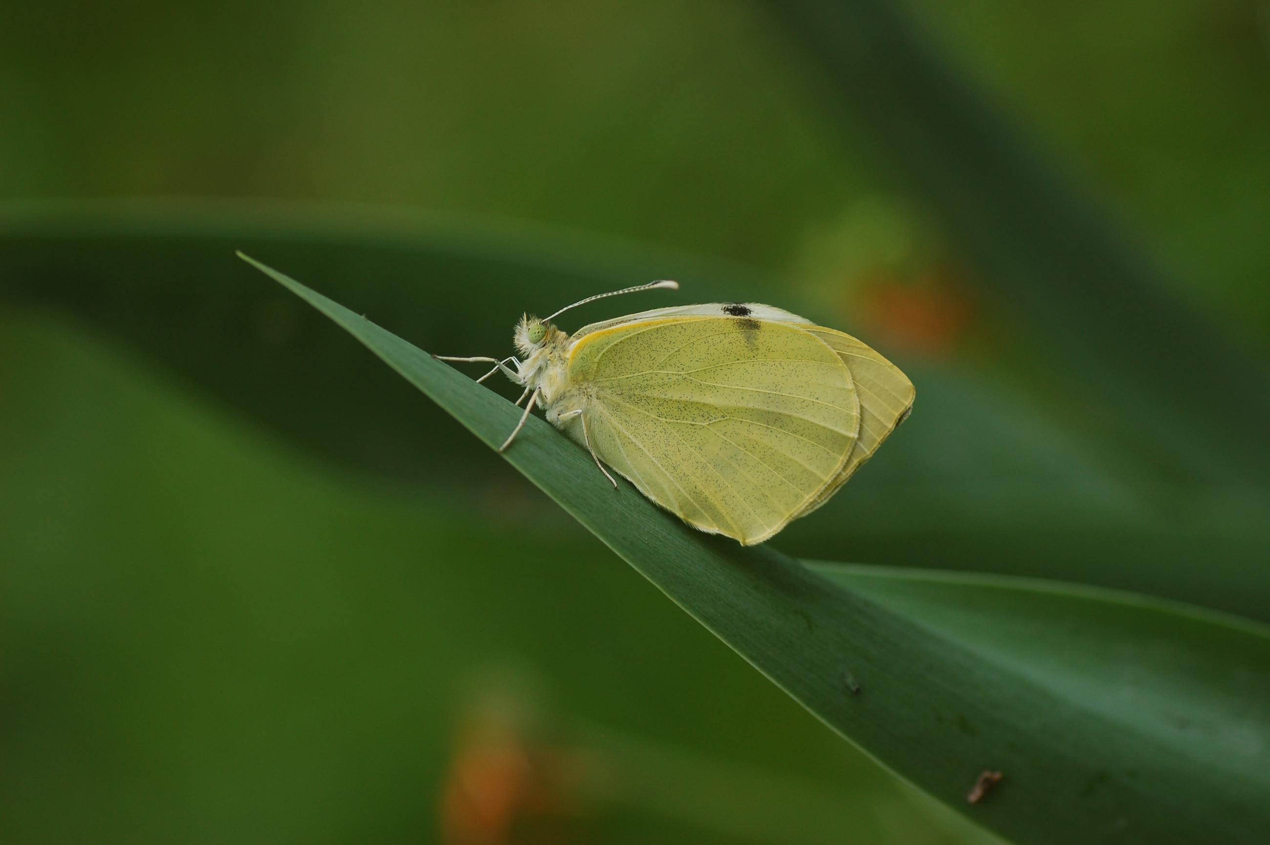 Pieris brassicae (Büyük Beyazmelek) butterfly photo