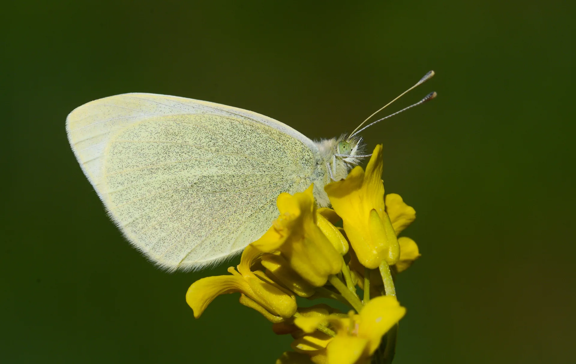 Pieris ergane (DaÄŸbeyazmeleÄŸi) butterfly photo