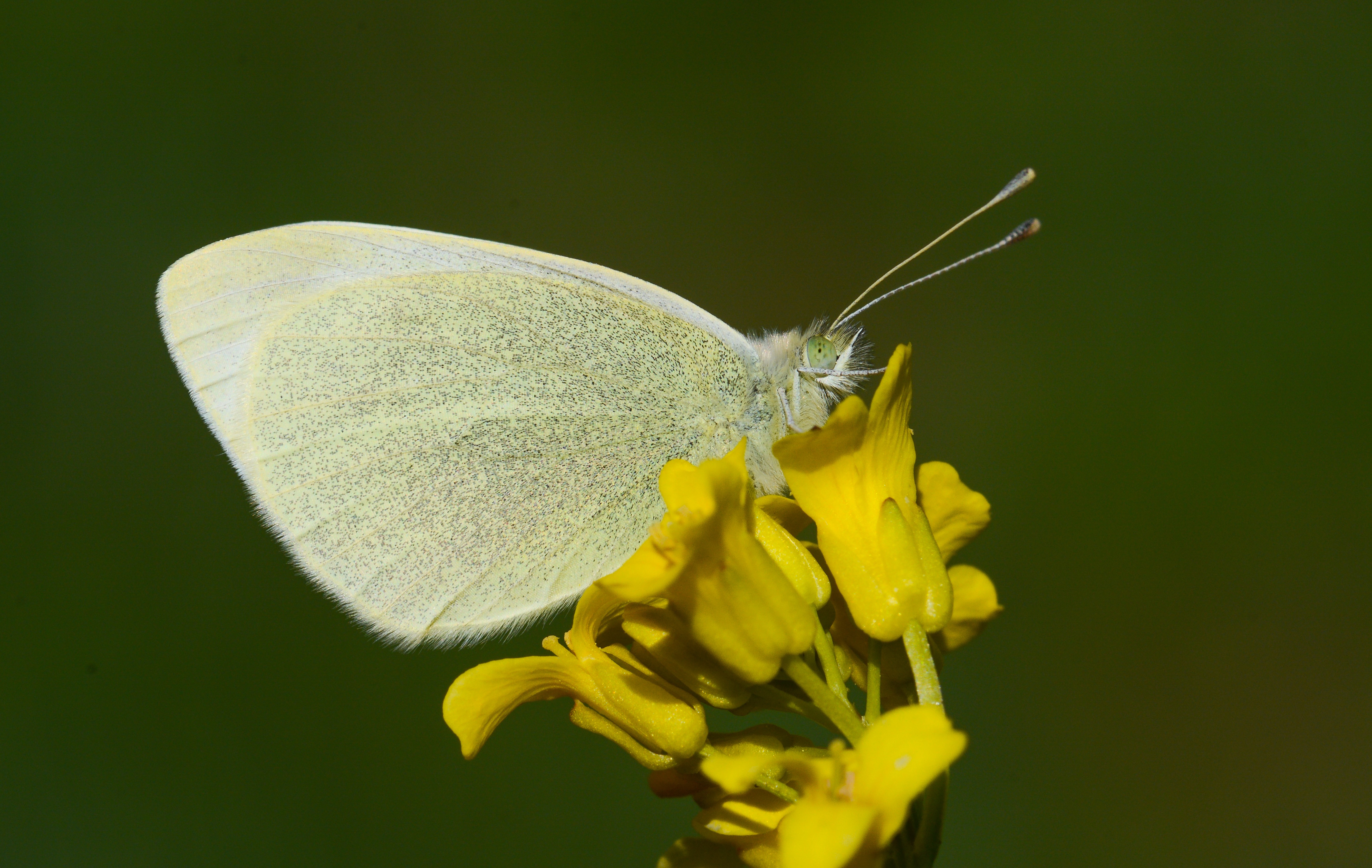 Pieris ergane (DaÄŸbeyazmeleÄŸi) butterfly photo