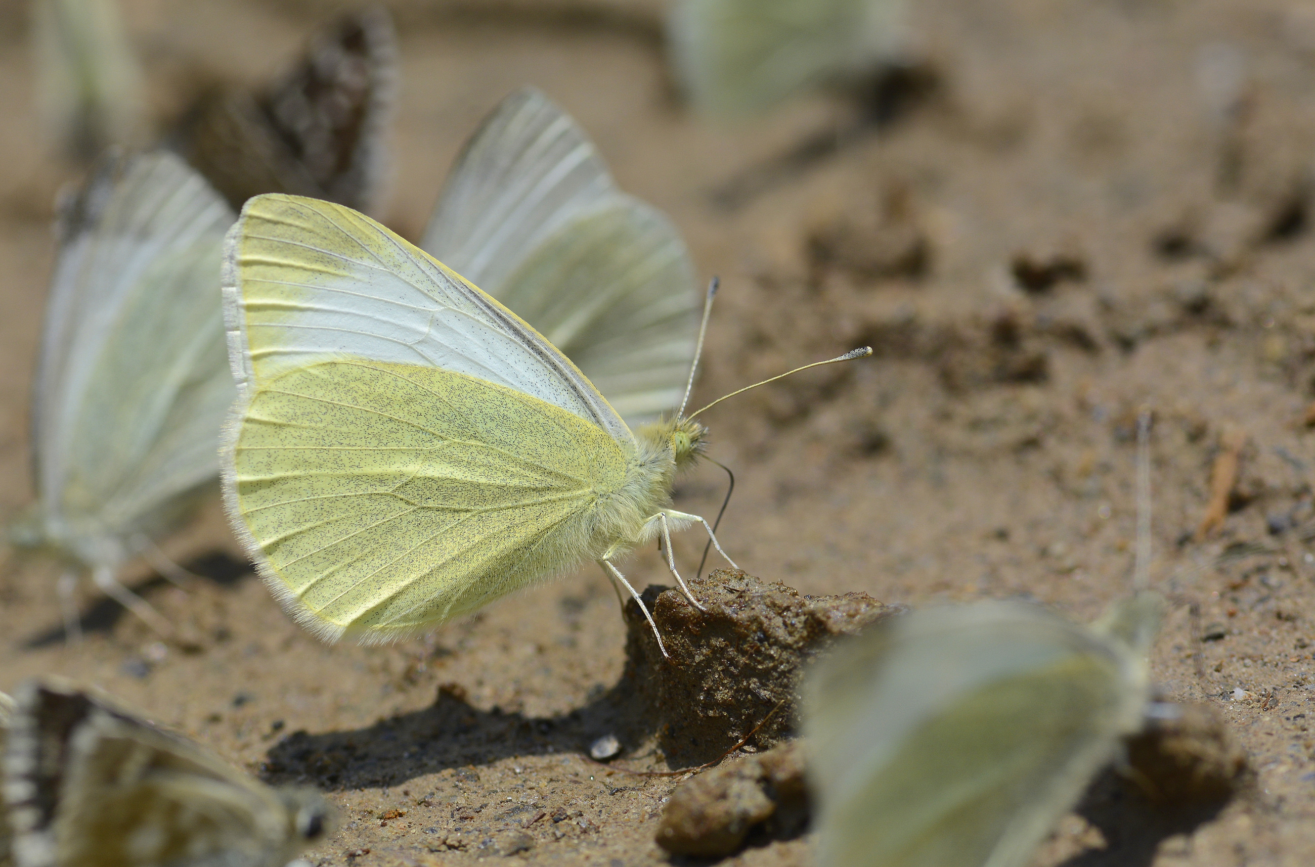 Pieris ergane (DaÄŸbeyazmeleÄŸi) butterfly photo