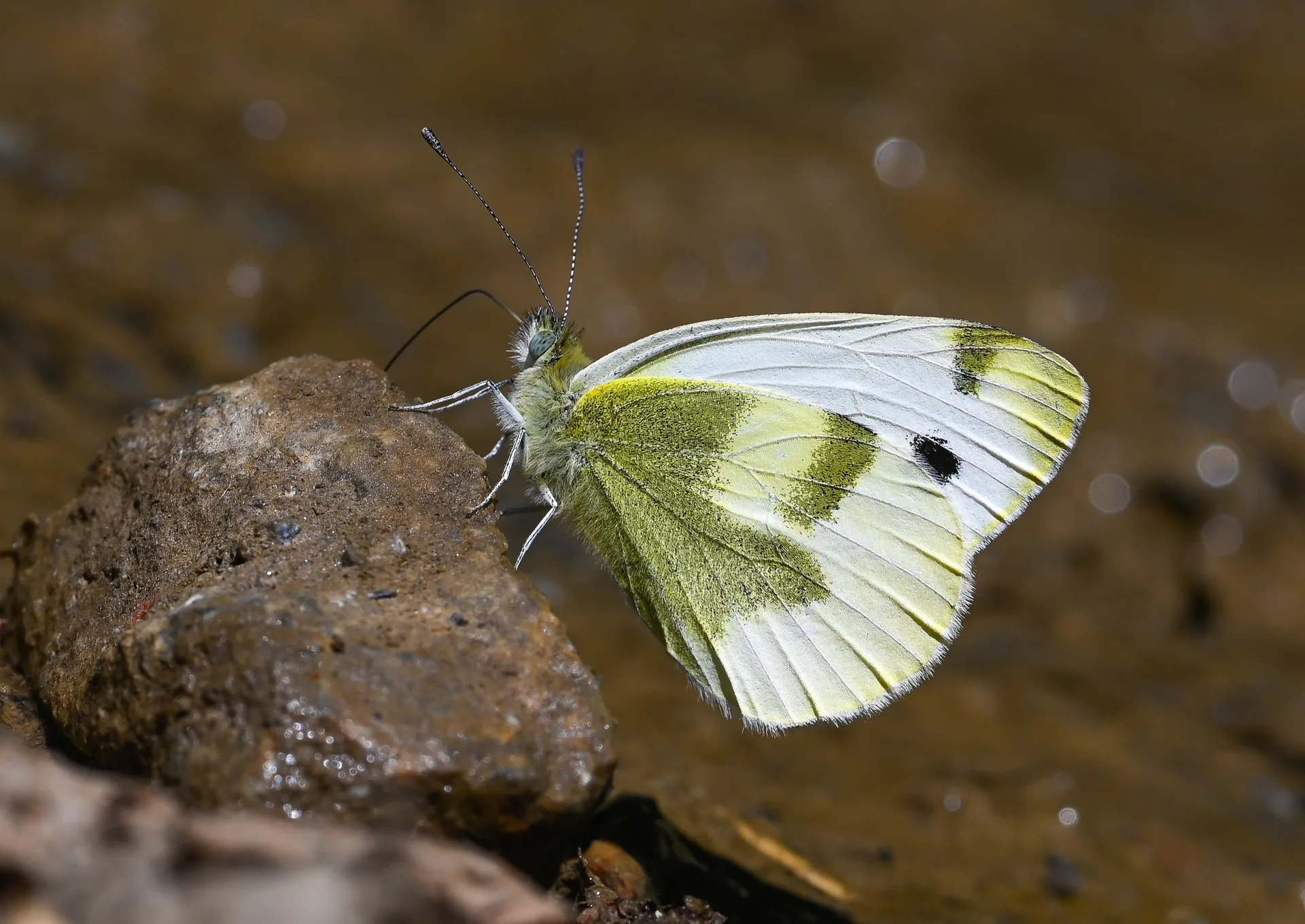 Pieris krueperi (Krüper'in Beyazmeleği) butterfly photo