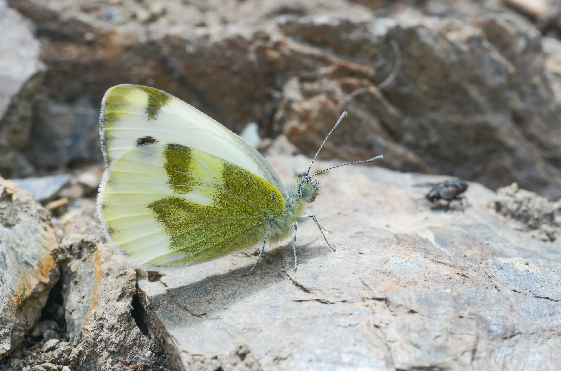 Pieris krueperi (KrÃ¼per'in BeyazmeleÄŸi) butterfly photo
