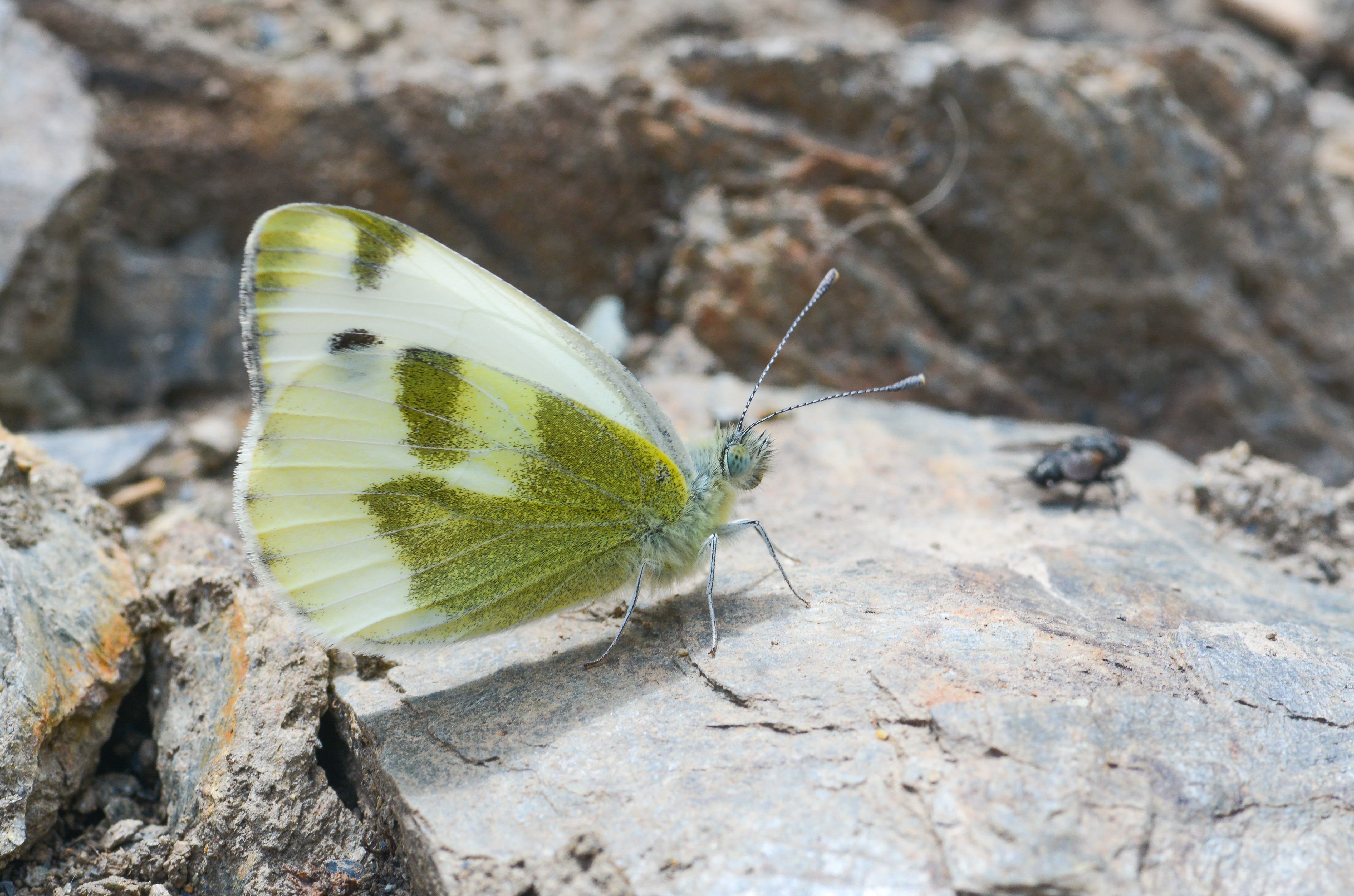 Pieris krueperi (Krüper'in Beyazmeleği) butterfly photo