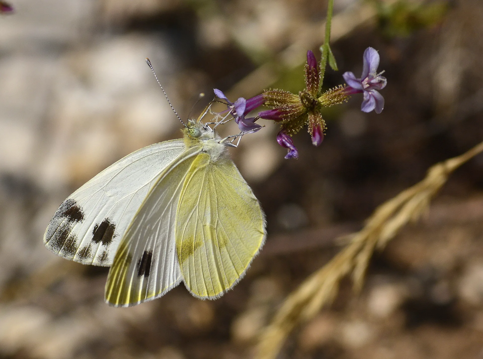 Pieris krueperi (KrÃ¼per'in BeyazmeleÄŸi) butterfly photo