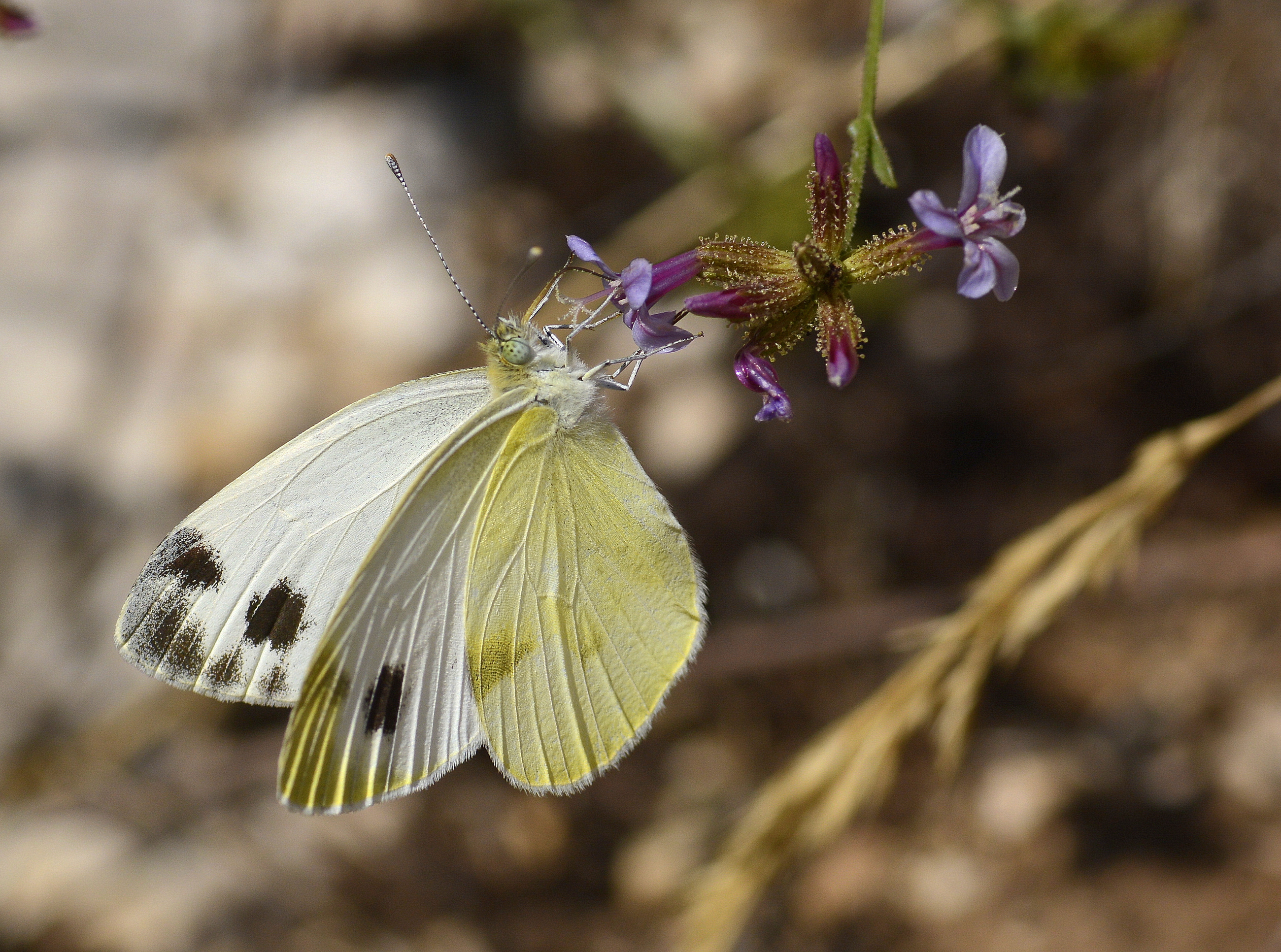 Pieris krueperi (Krüper'in Beyazmeleği) butterfly photo