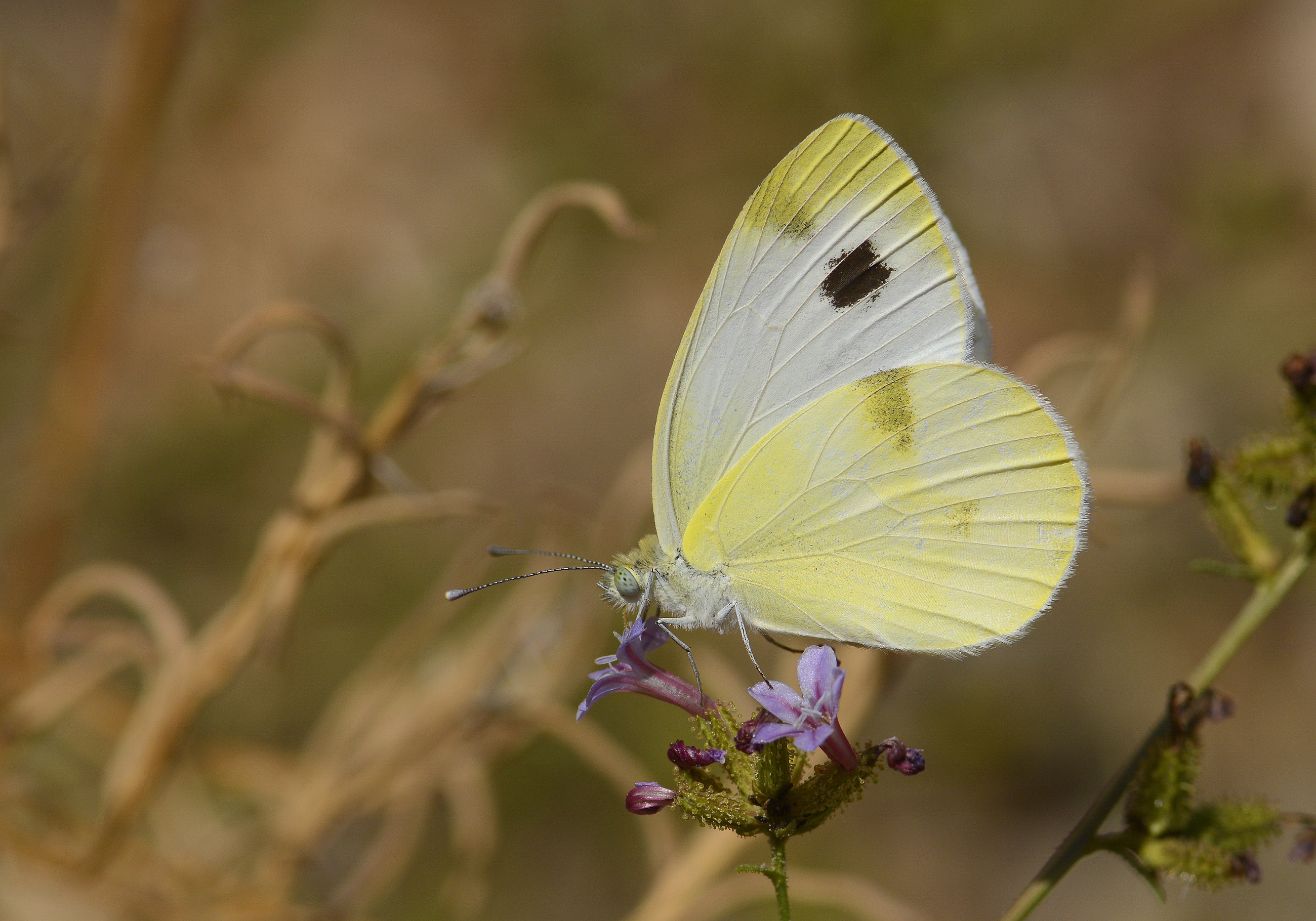 Pieris krueperi (Krüper'in Beyazmeleği) butterfly photo