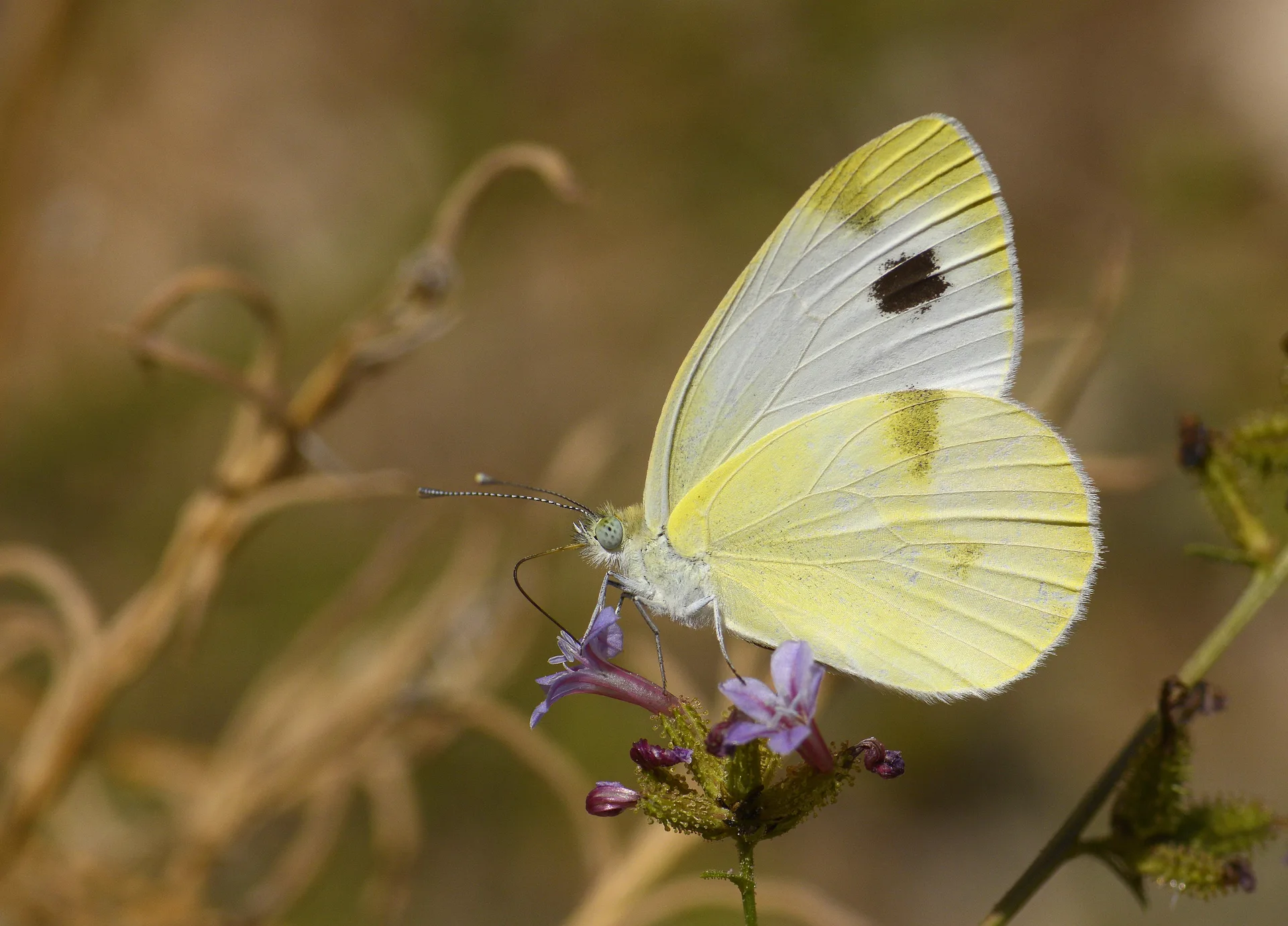 Pieris krueperi (KrÃ¼per'in BeyazmeleÄŸi) butterfly photo