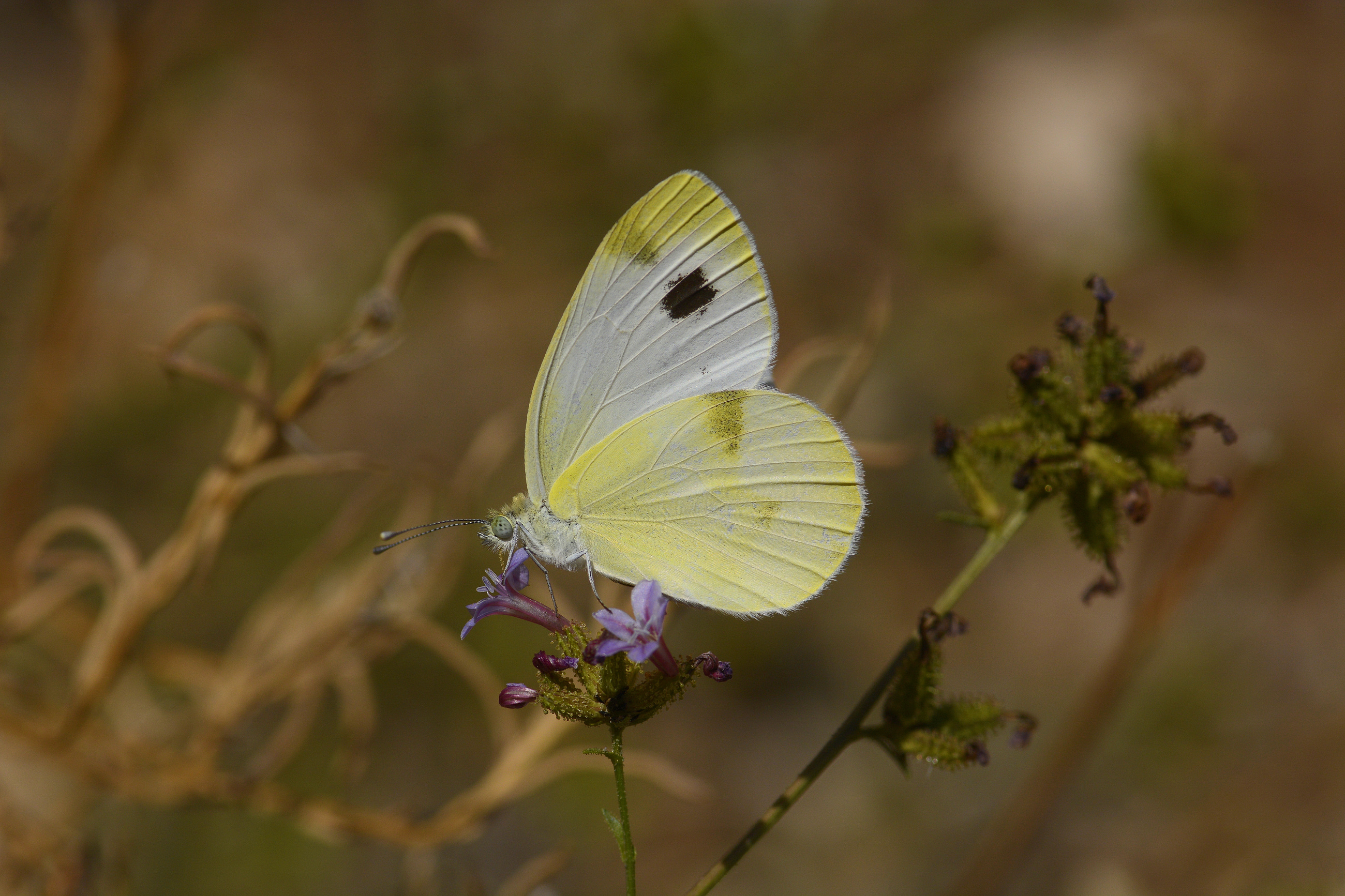 Pieris krueperi (Krüper'in Beyazmeleği) butterfly photo