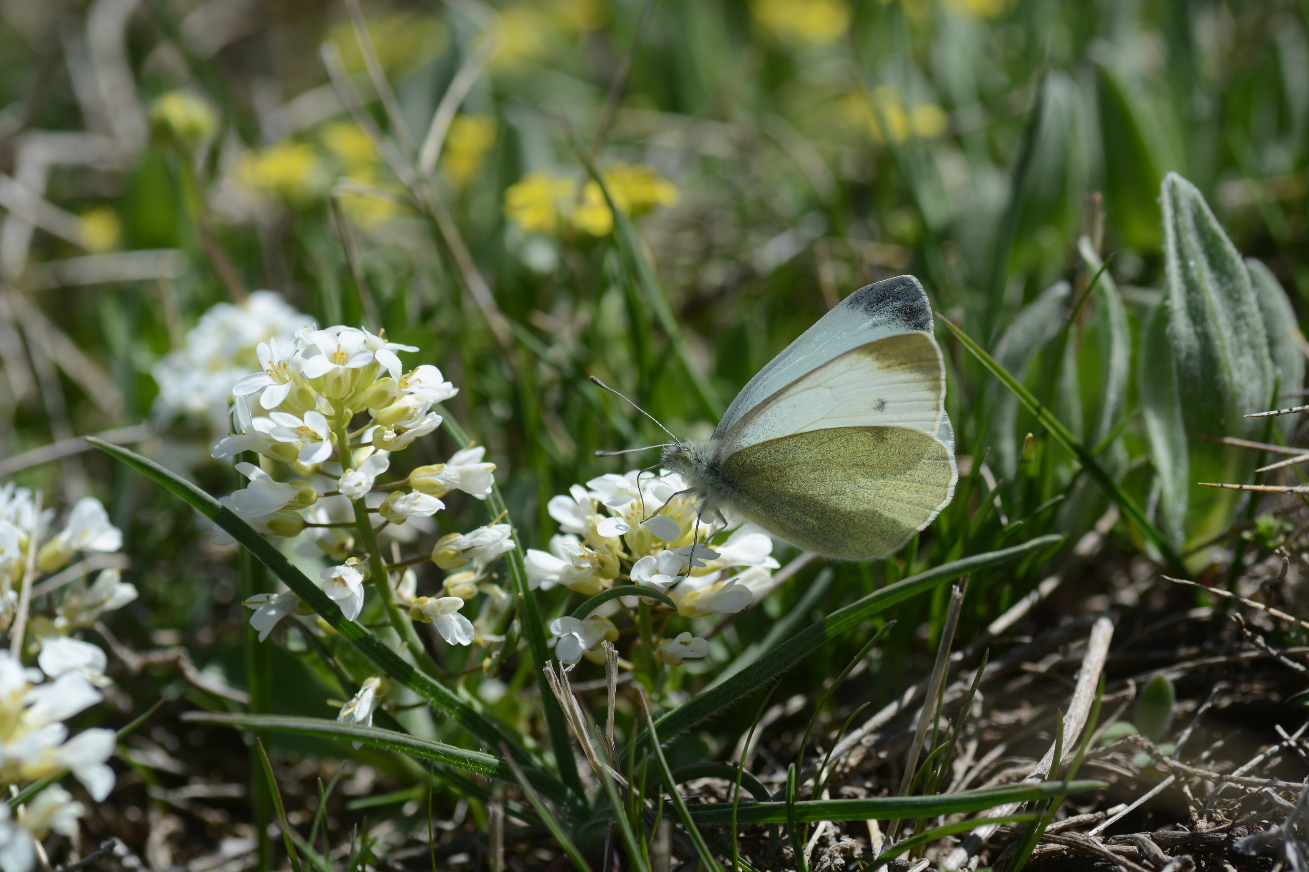 Pieris mannii (Mann'ın Beyazmeleği) butterfly photo