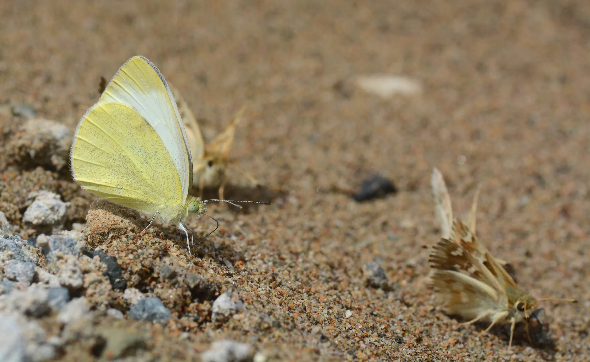 Pieris mannii (Mann'Ä±n BeyazmeleÄŸi) butterfly photo