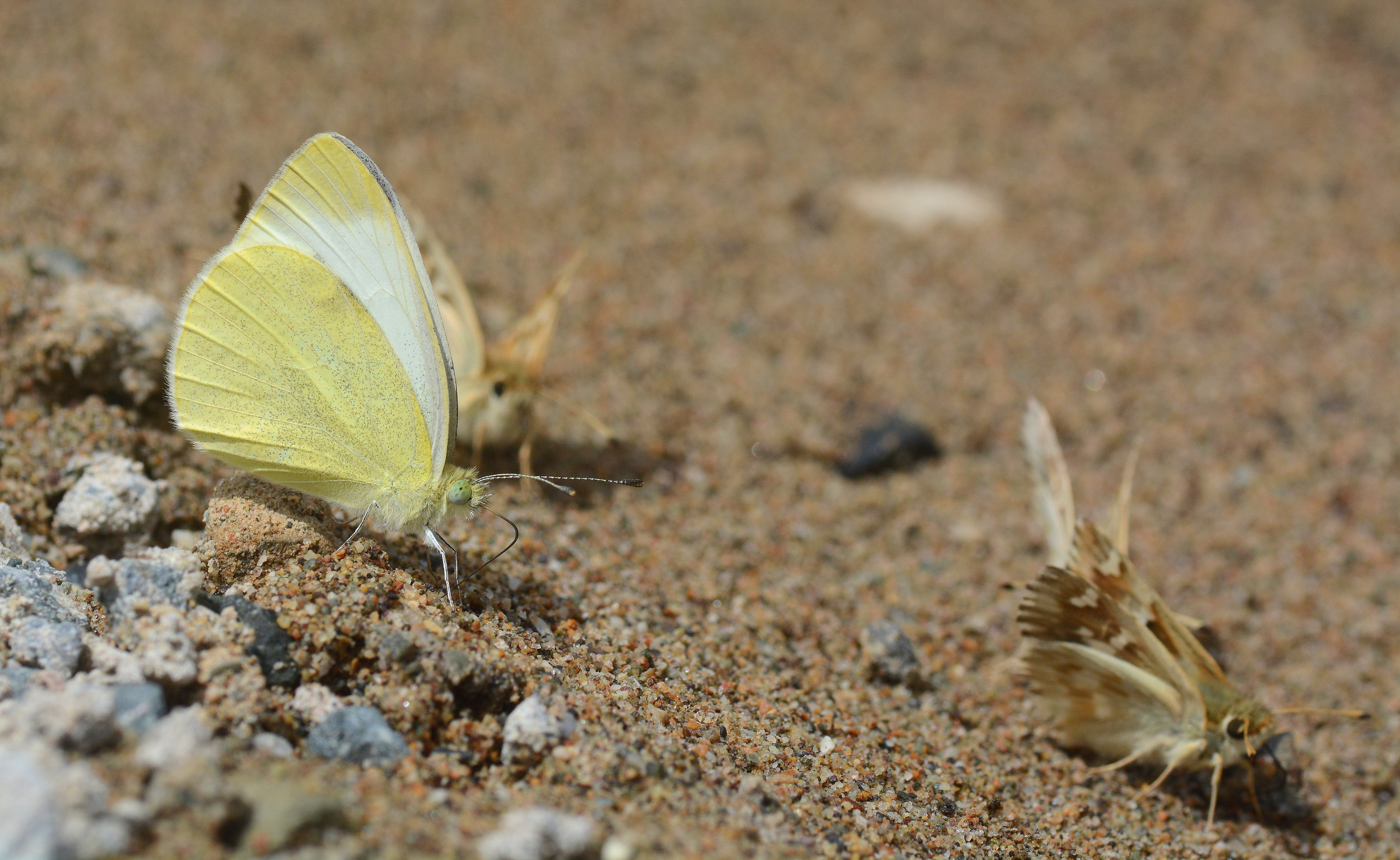 Pieris mannii (Mann'ın Beyazmeleği) butterfly photo