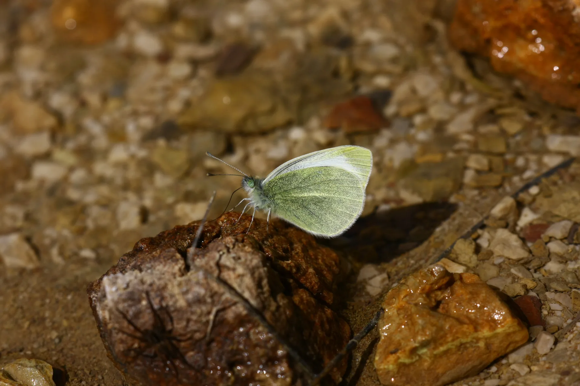 Pieris mannii (Mann'Ä±n BeyazmeleÄŸi) butterfly photo