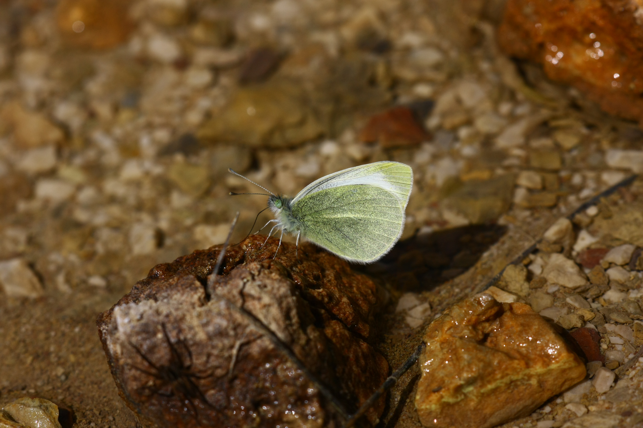 Pieris mannii (Mann'ın Beyazmeleği) butterfly photo