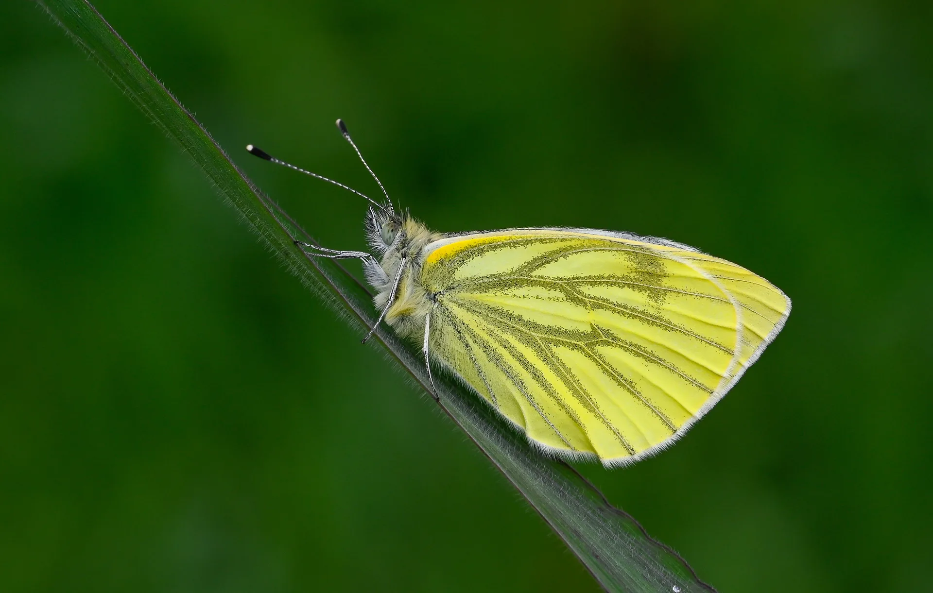 Pieris napi butterfly photo