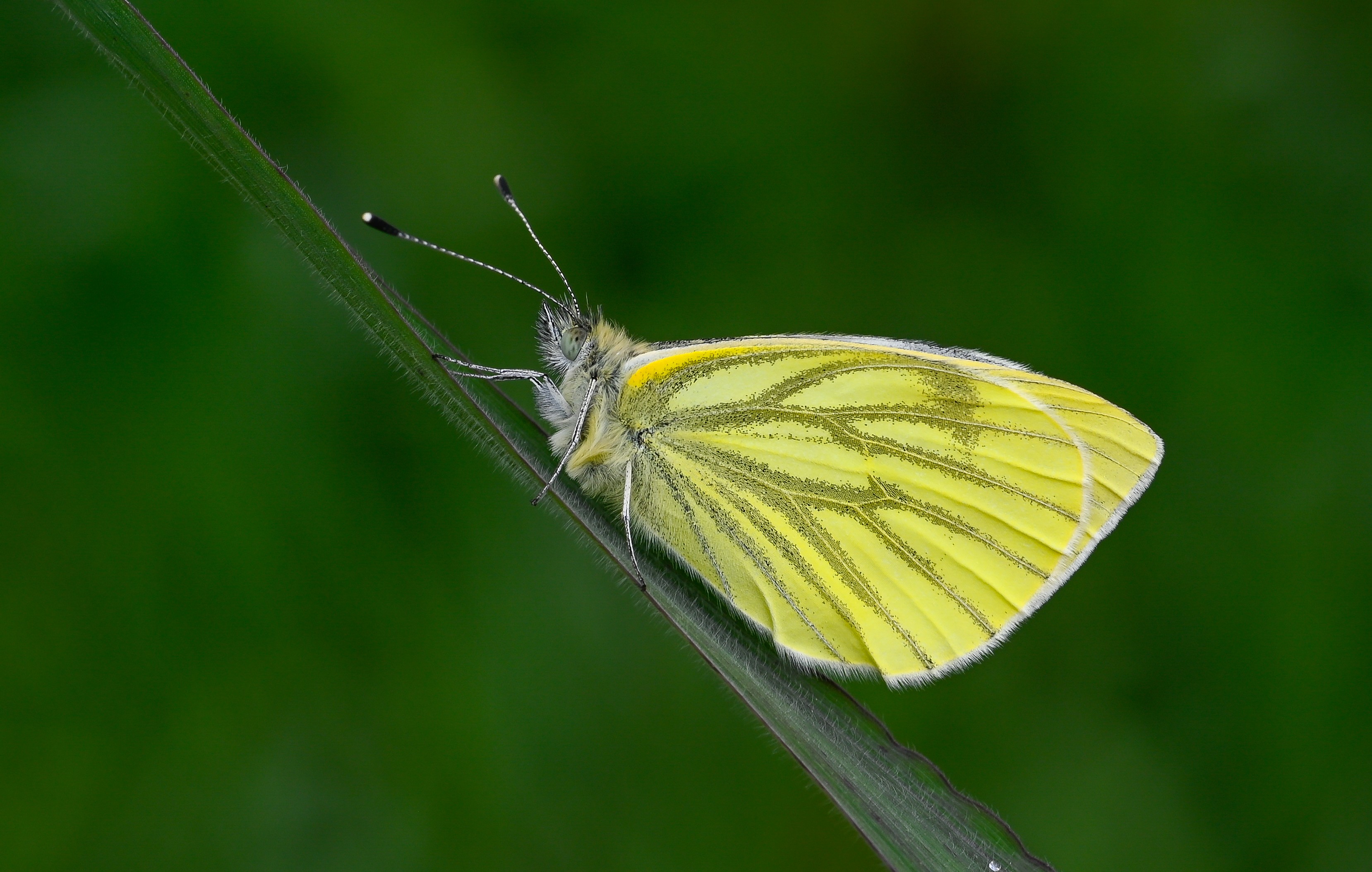 Pieris napi butterfly photo
