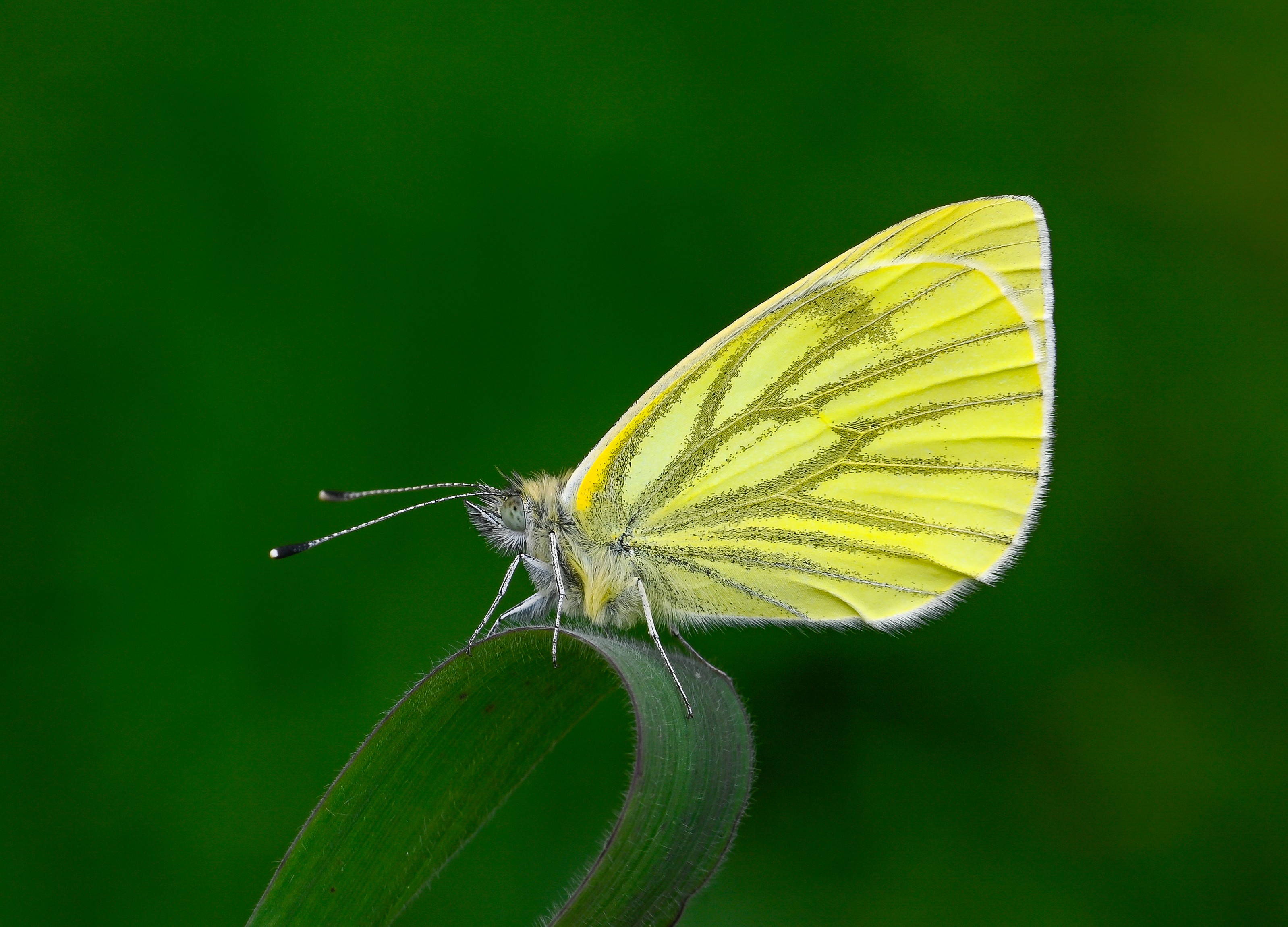 Pieris napi butterfly photo