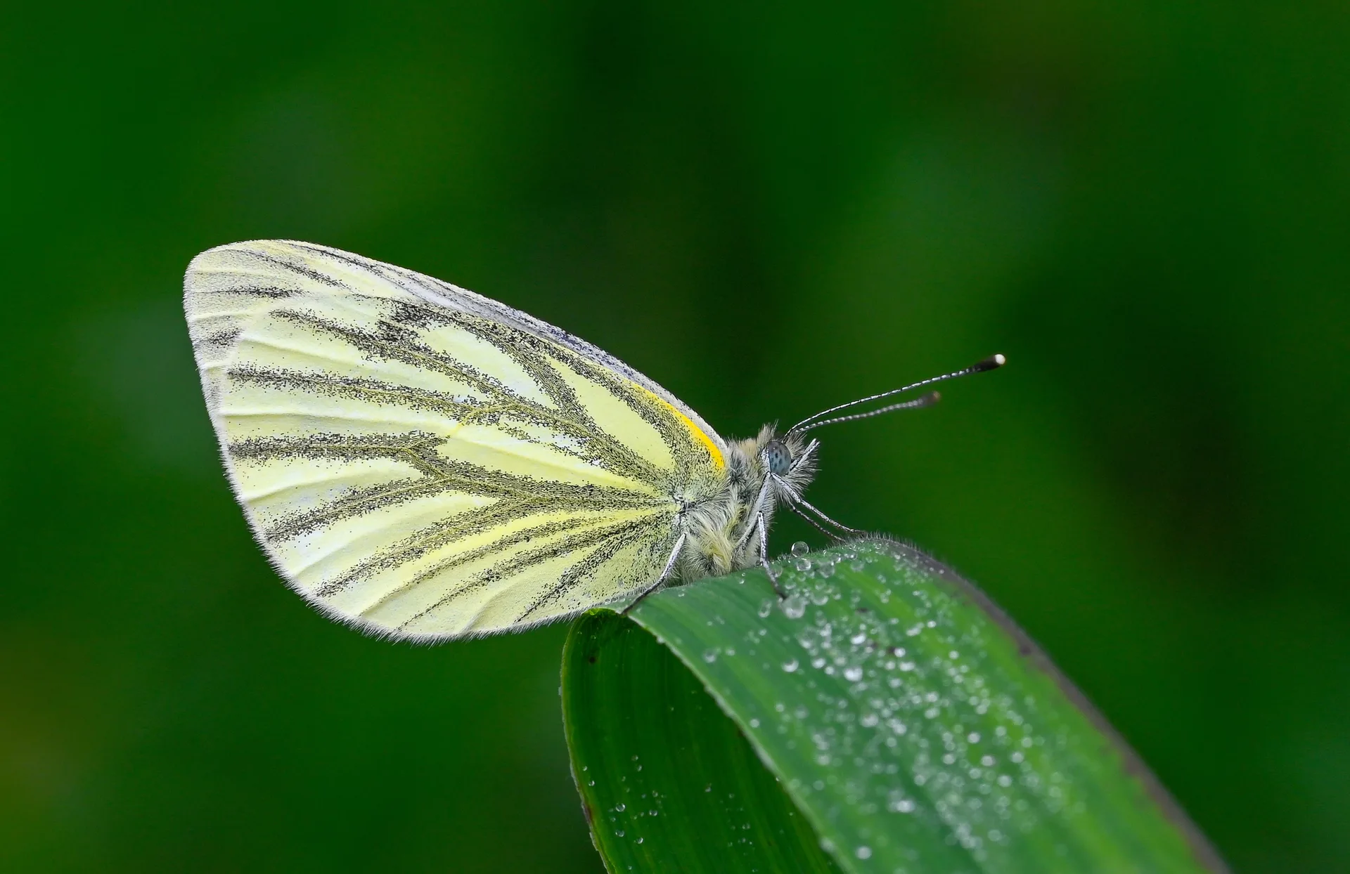 Pieris napi butterfly photo