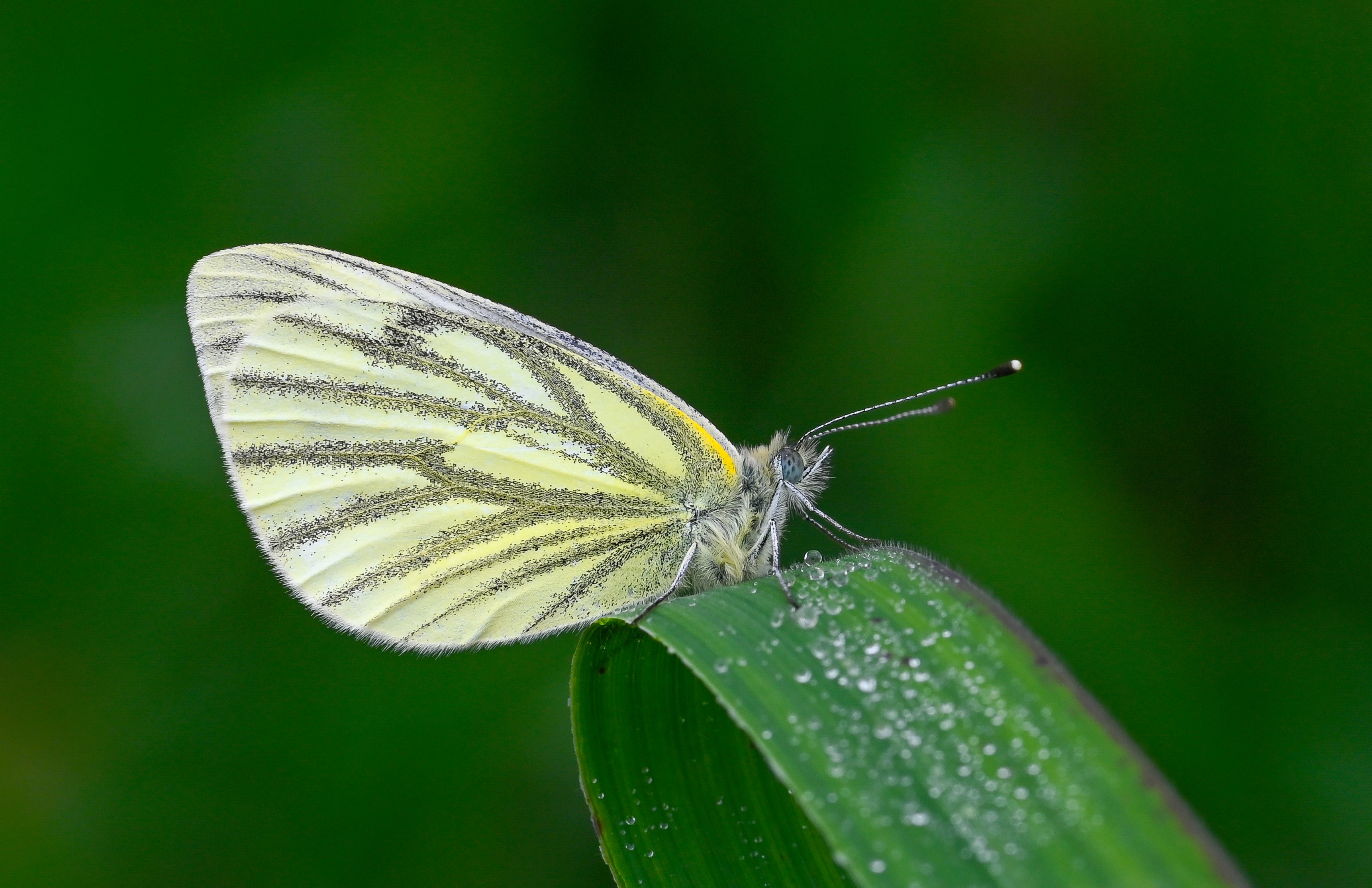 Pieris napi butterfly photo