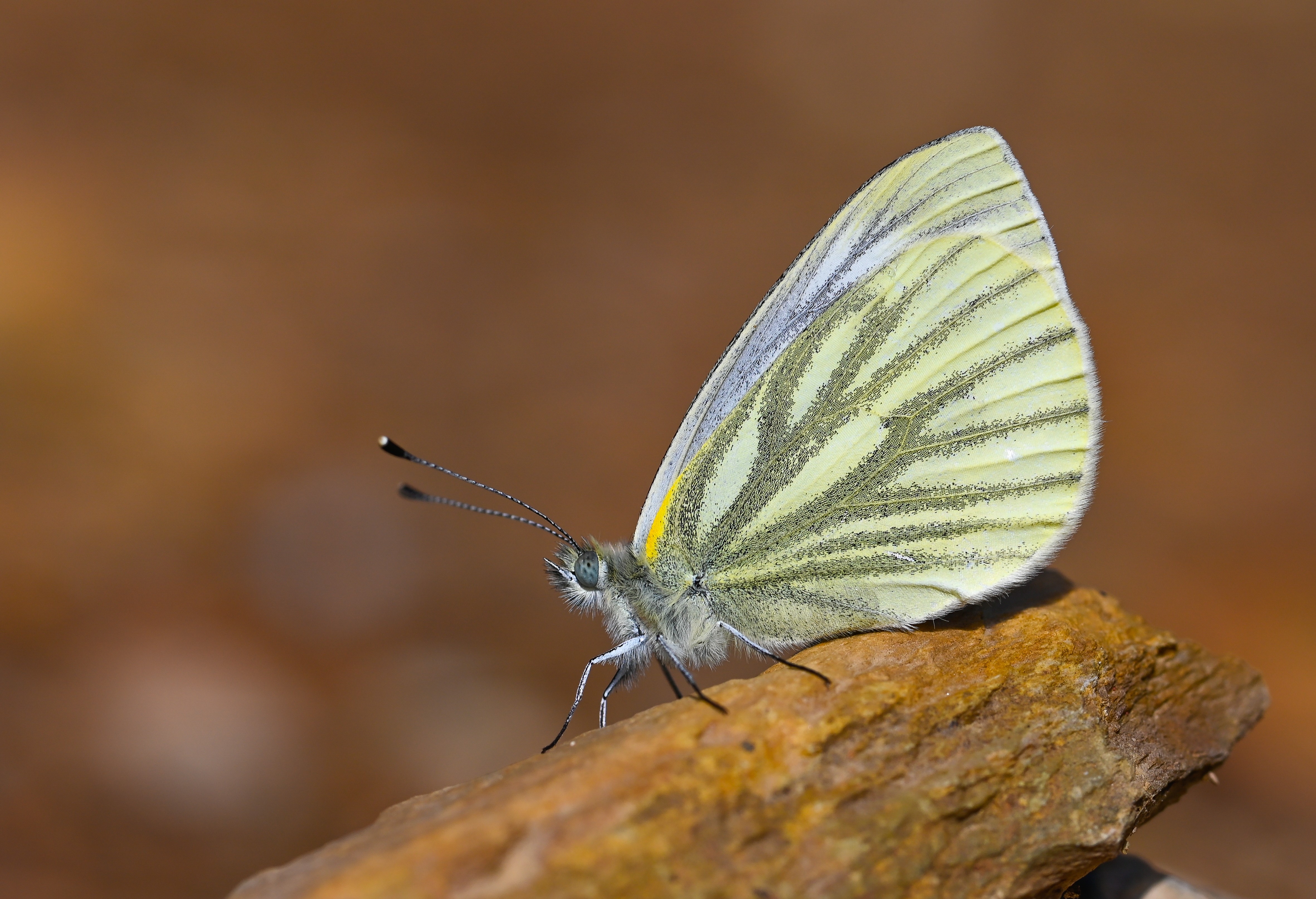 Pieris napi butterfly photo