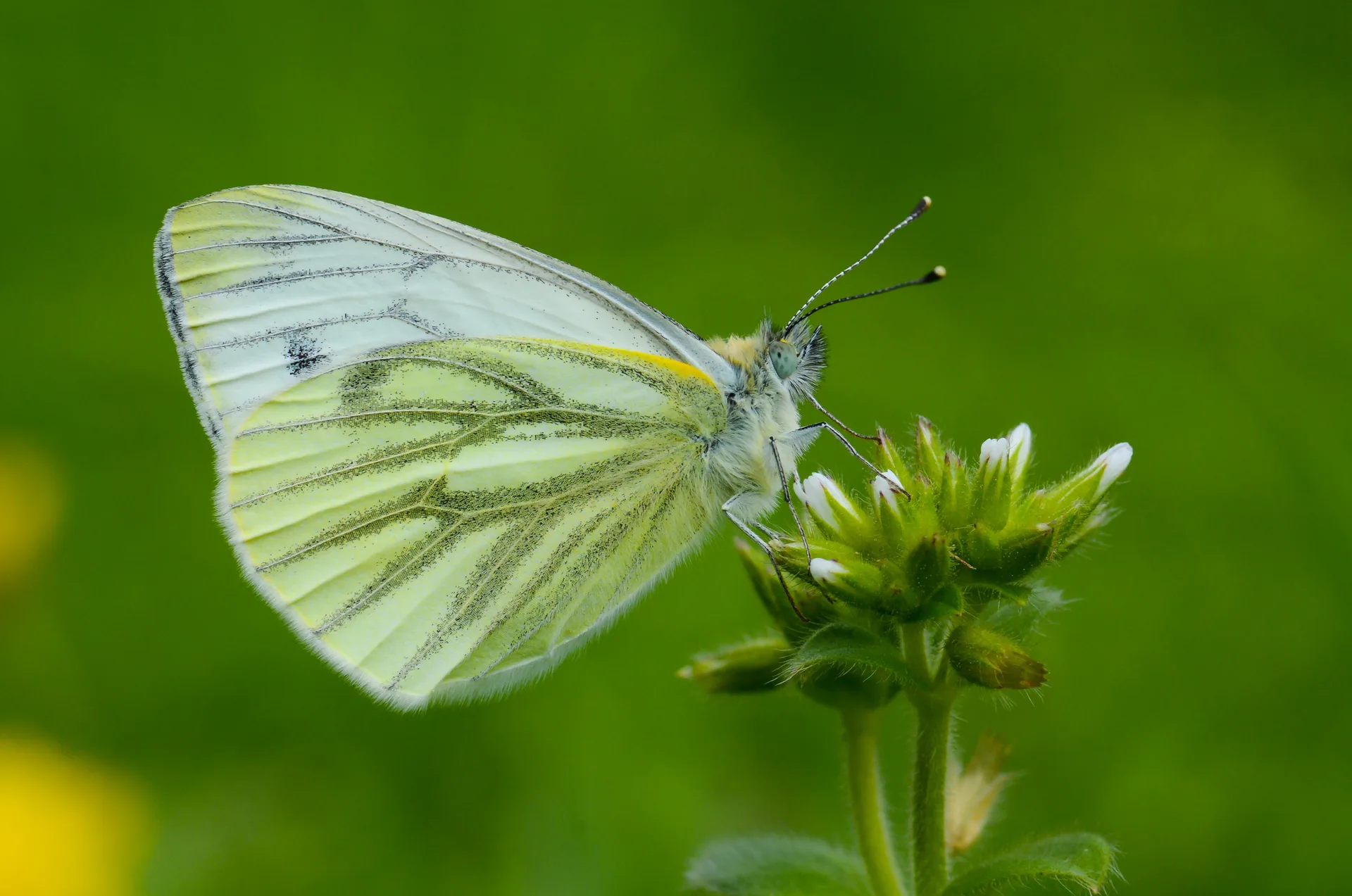 Pieris napi butterfly photo