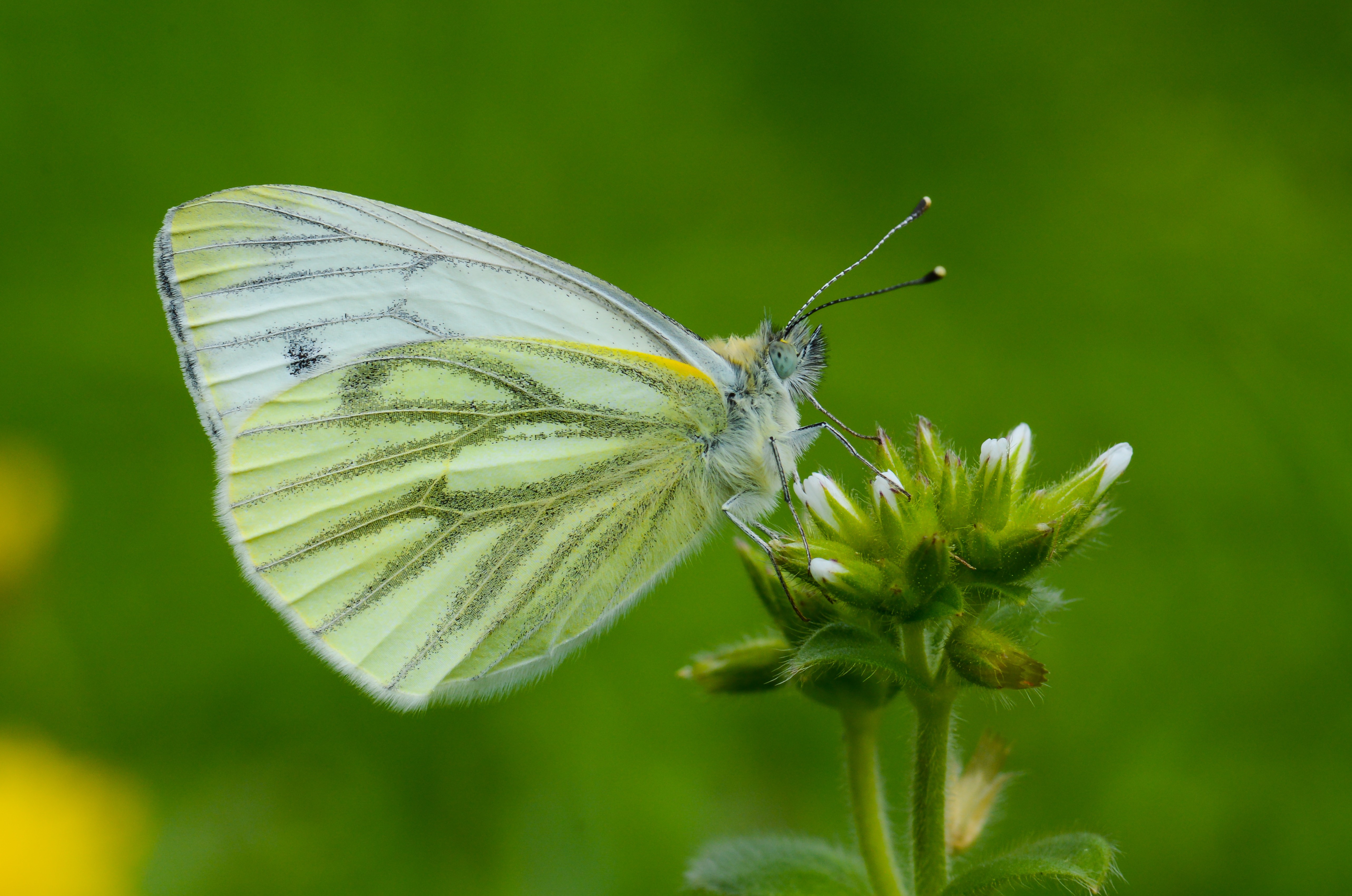 Pieris napi butterfly photo