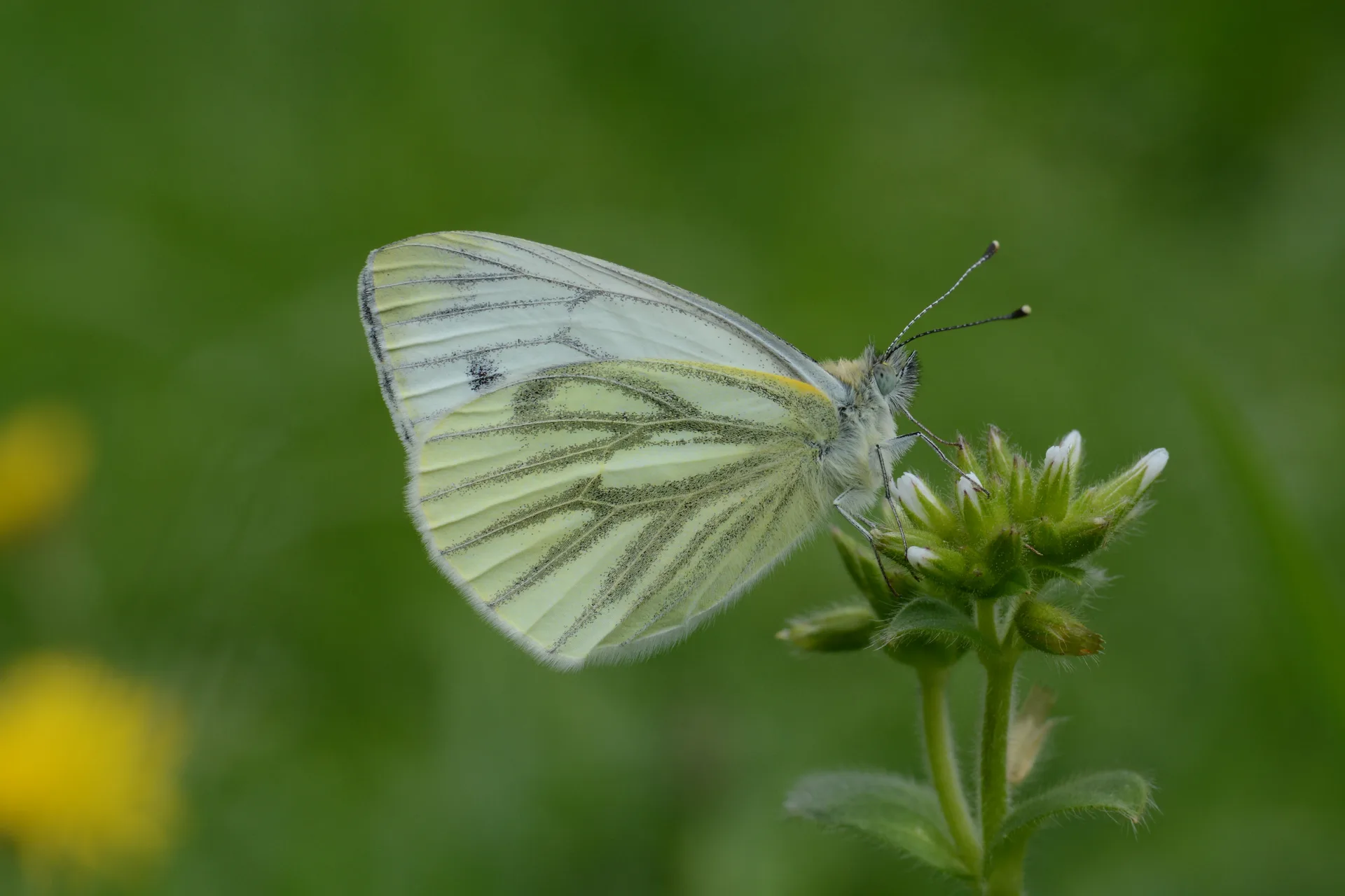Pieris napi butterfly photo