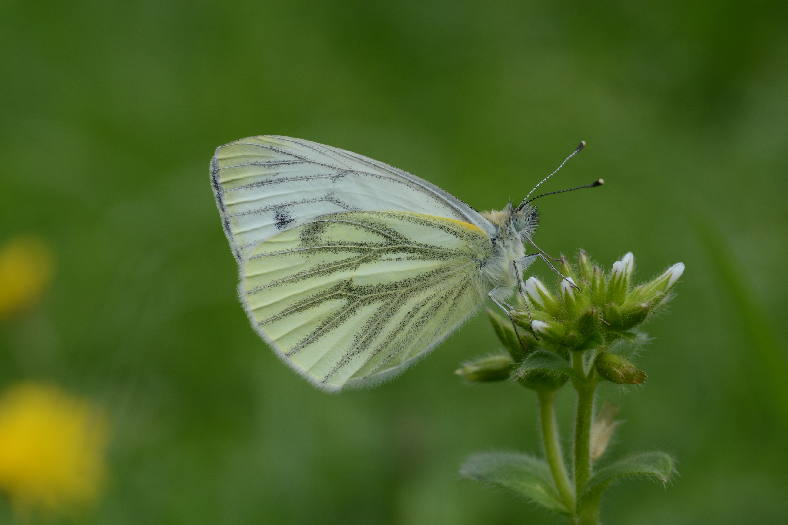 Pieris napi butterfly photo