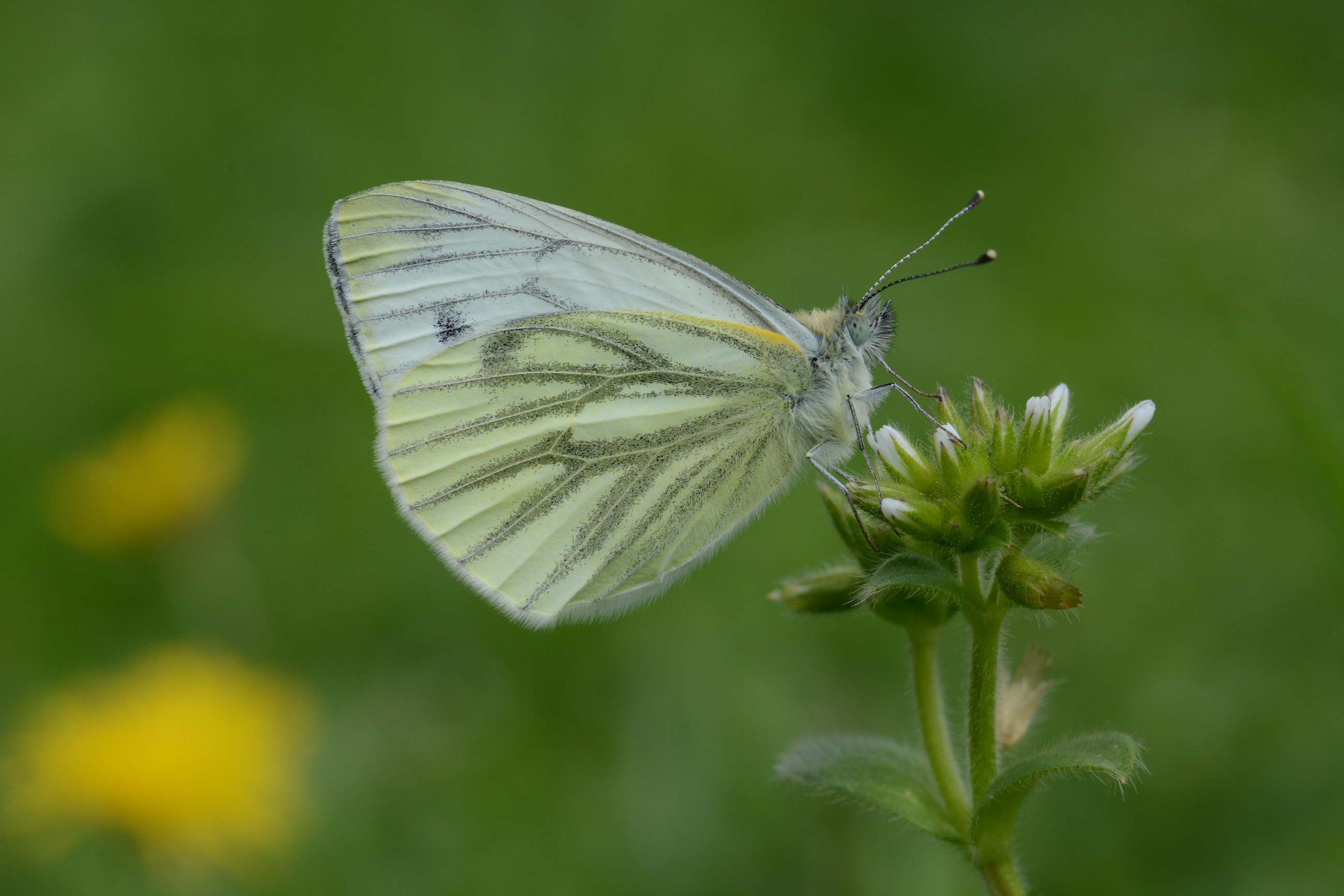 Pieris napi butterfly photo