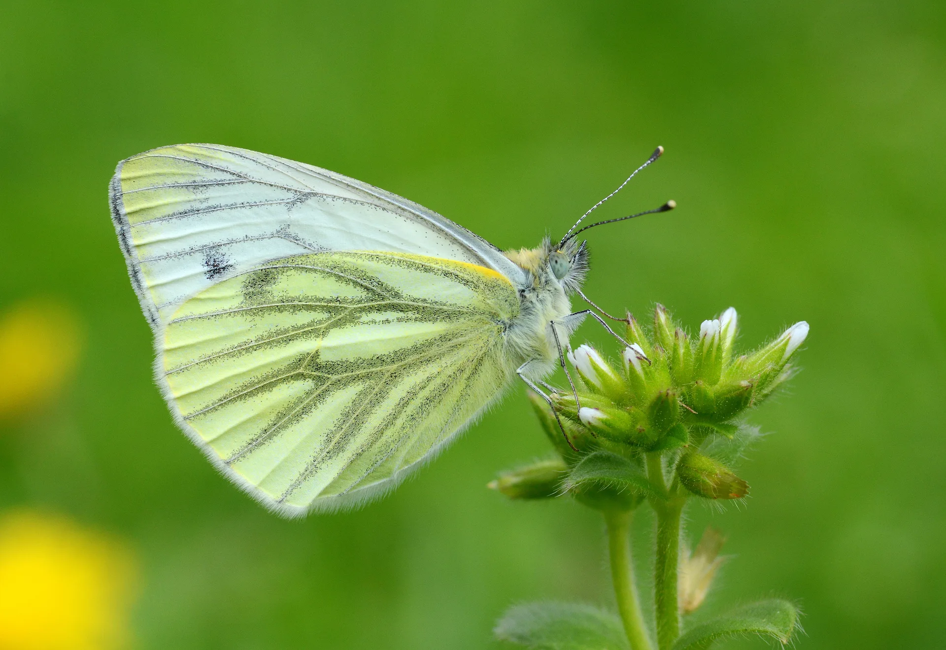 Pieris napi butterfly photo