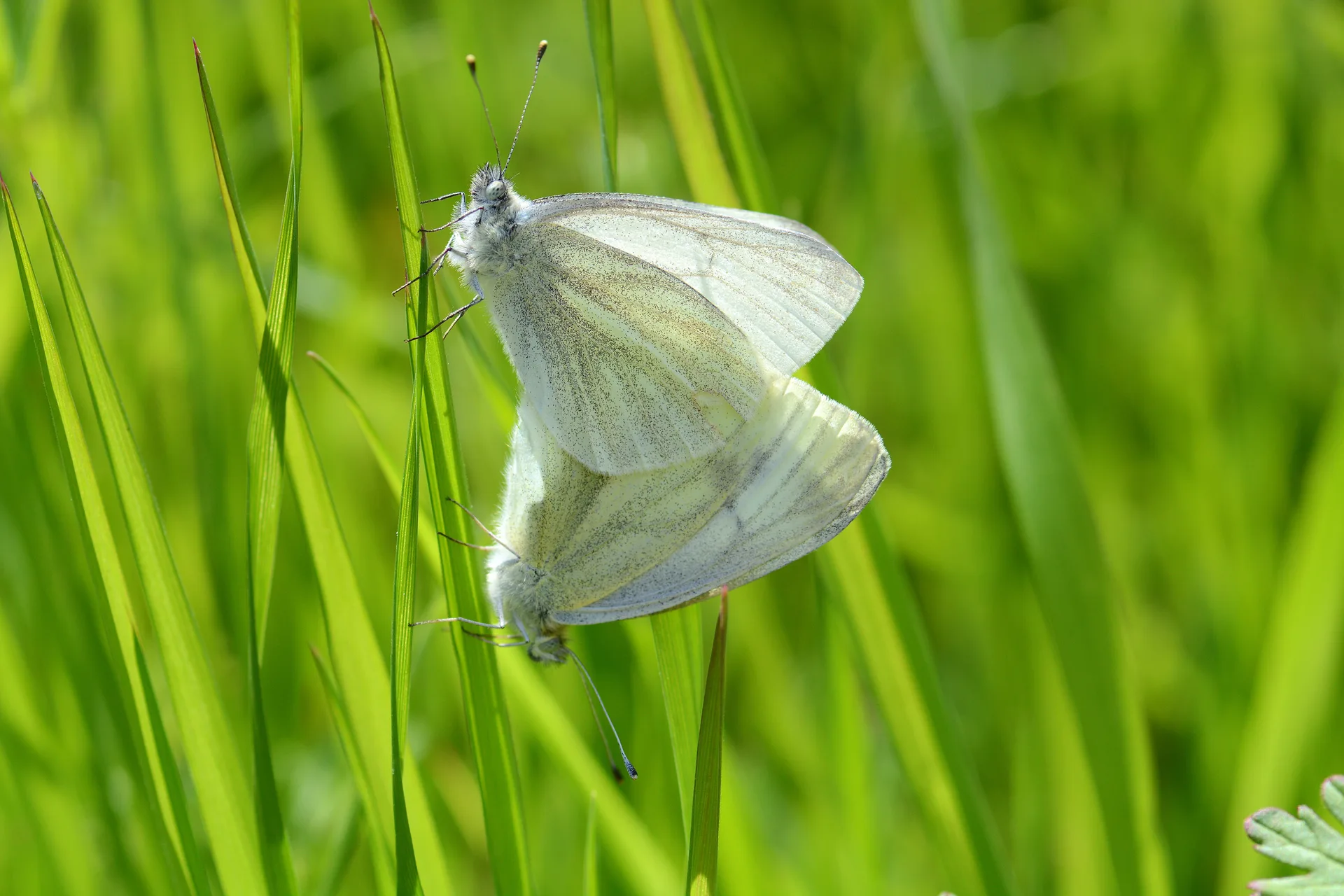 Pieris persis (İran Beyazmeleği) butterfly photo