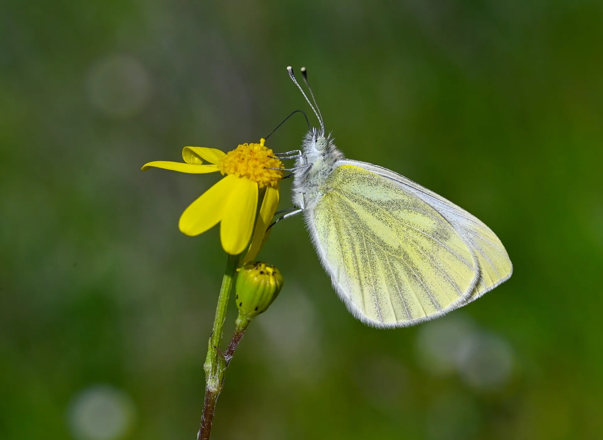 Pieris pseudorapae (Yalancı Beyazmelek) butterfly photo