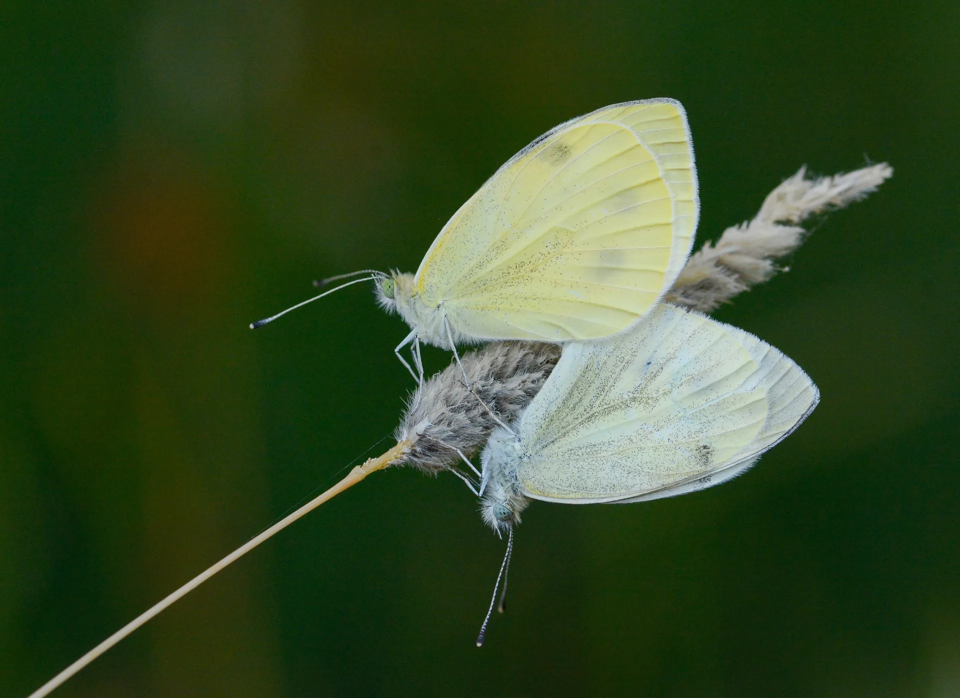 Pieris pseudorapae (YalancÄ± Beyazmelek) butterfly photo