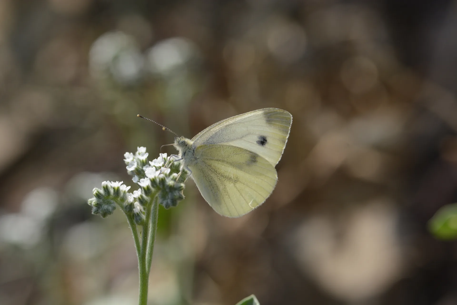 Pieris pseudorapae (YalancÄ± Beyazmelek) butterfly photo
