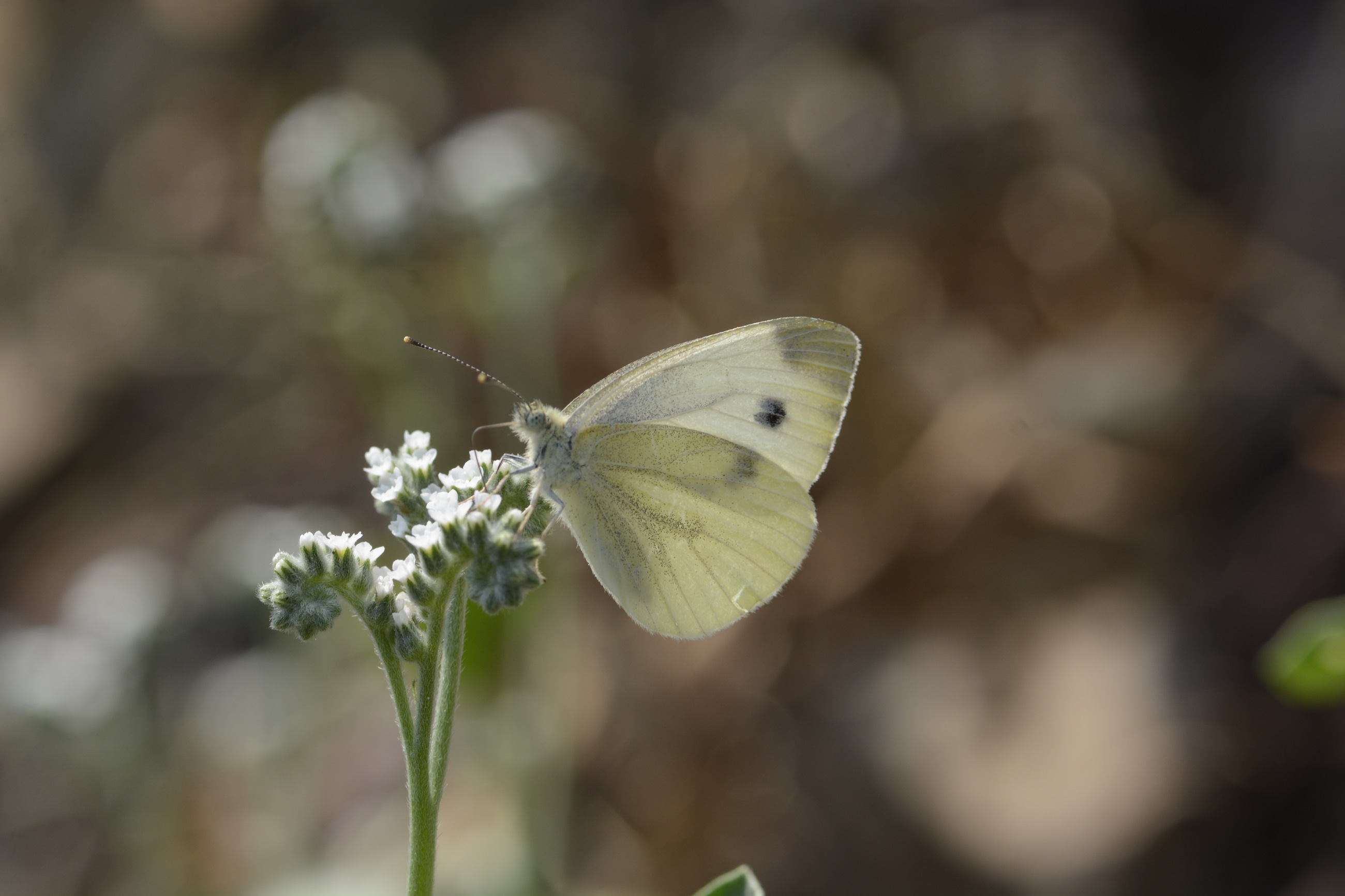 Pieris pseudorapae (Yalancı Beyazmelek) butterfly photo