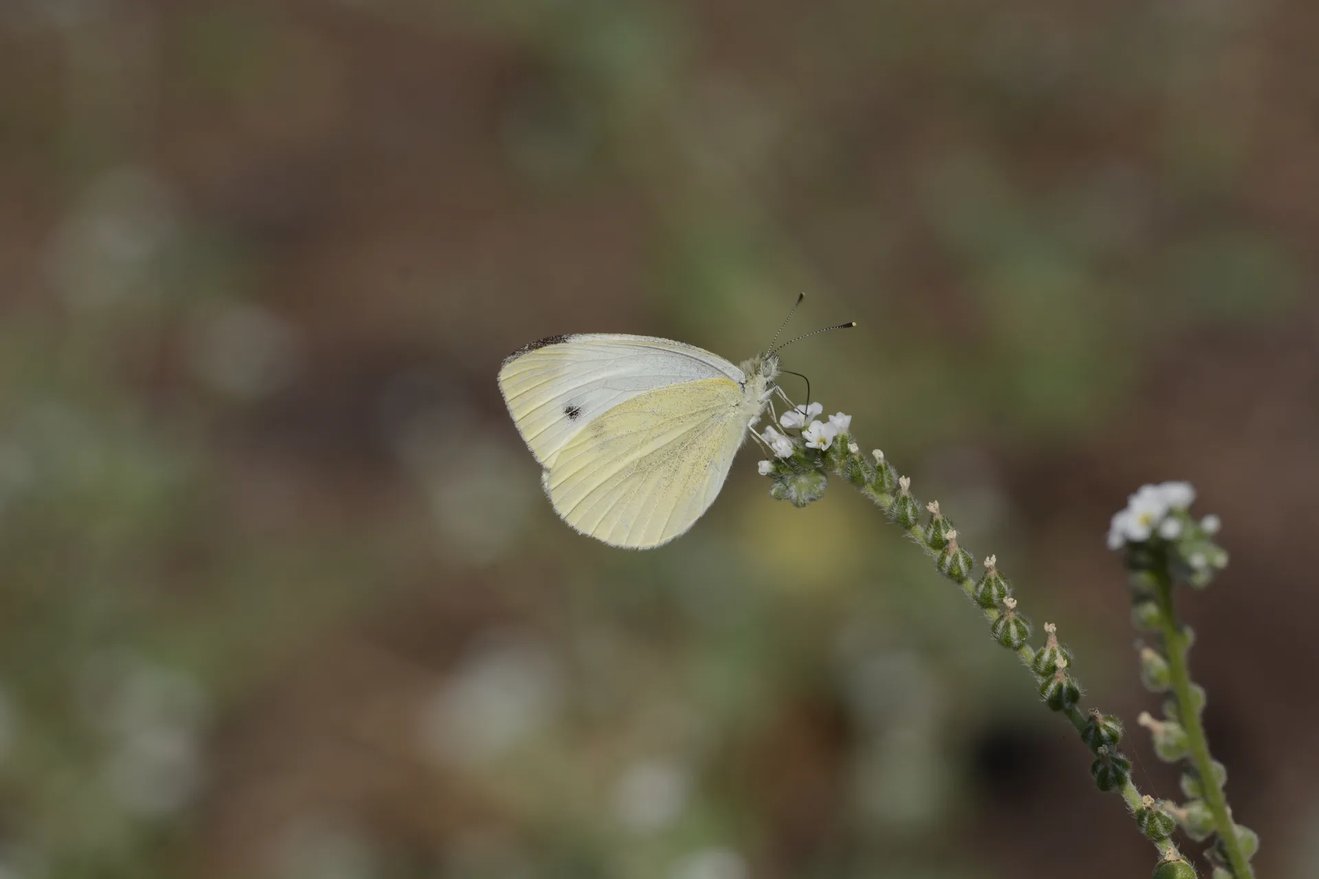 Pieris pseudorapae (YalancÄ± Beyazmelek) butterfly photo