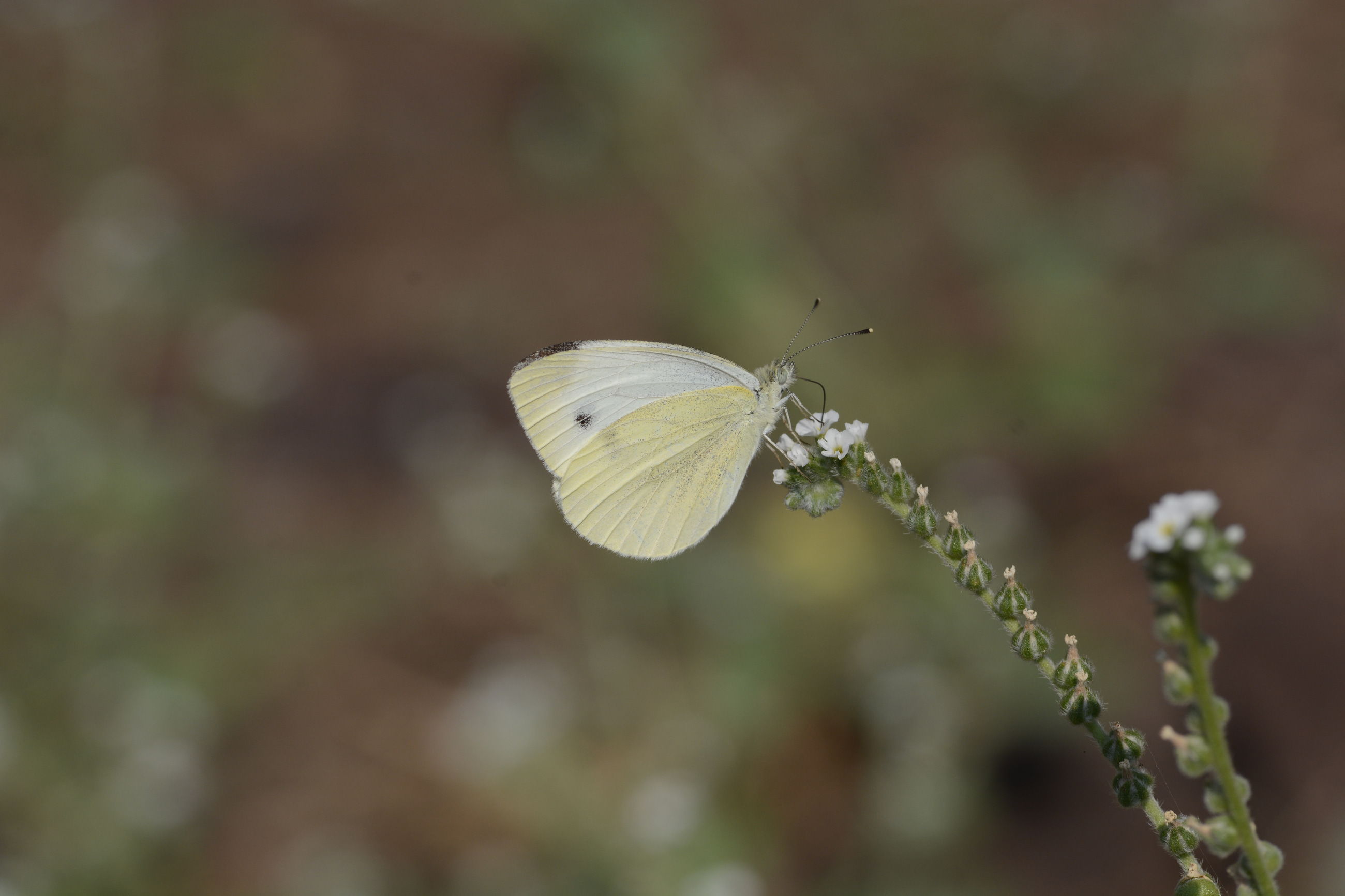 Pieris pseudorapae (Yalancı Beyazmelek) butterfly photo